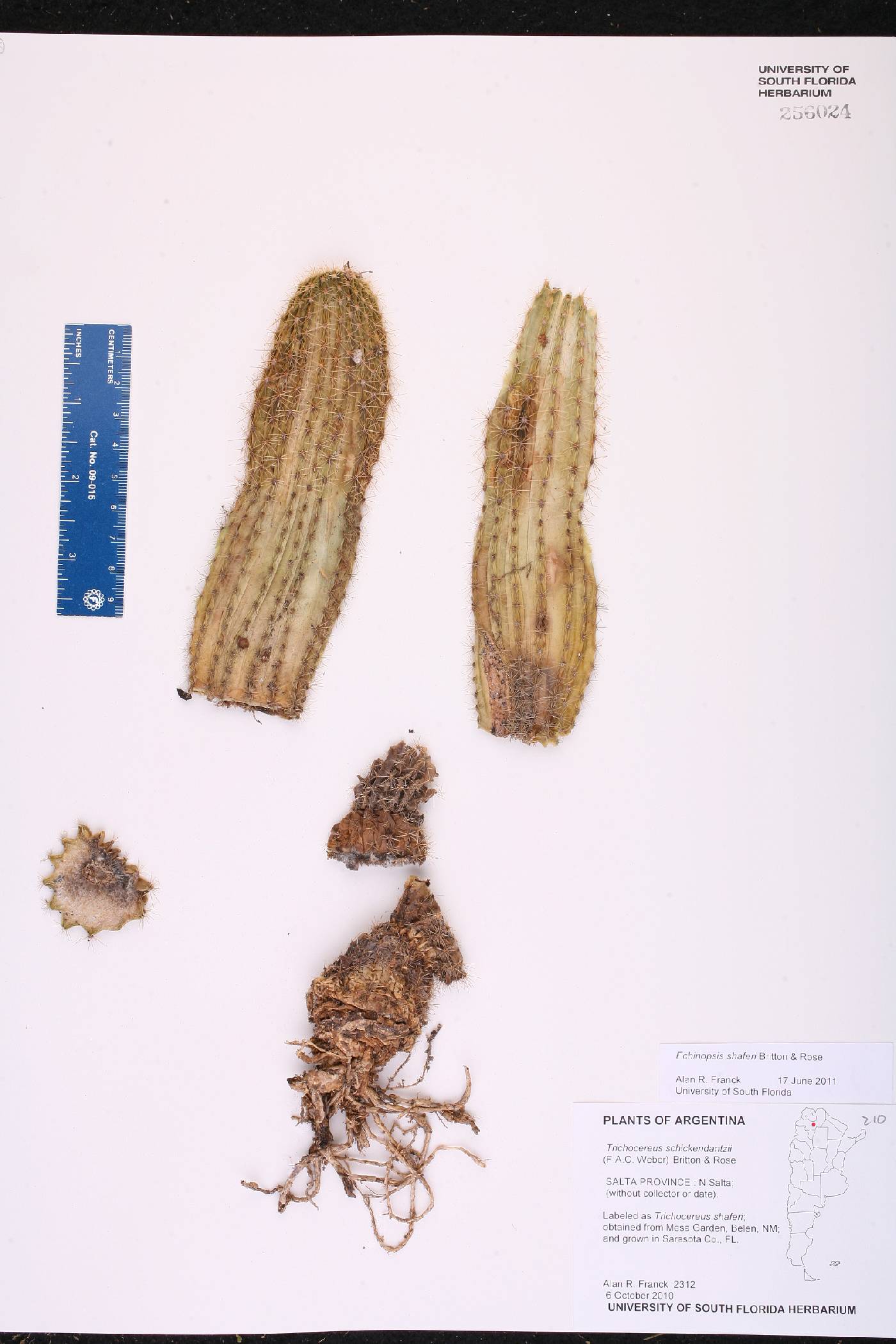 Echinopsis shaferi image