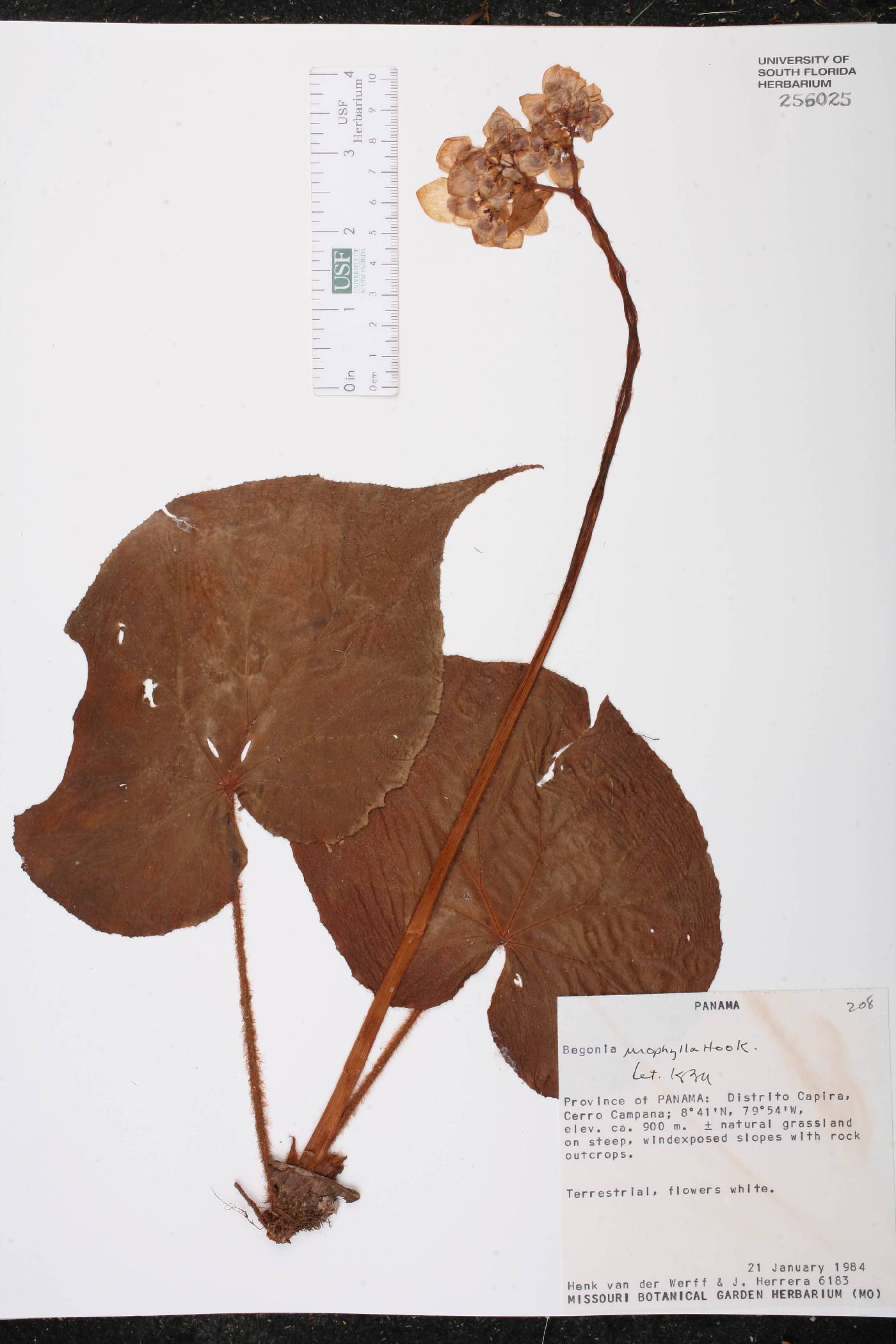 Begonia urophylla image