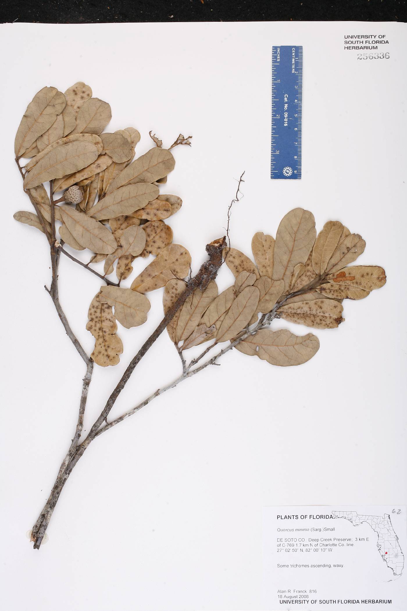 Quercus minima image