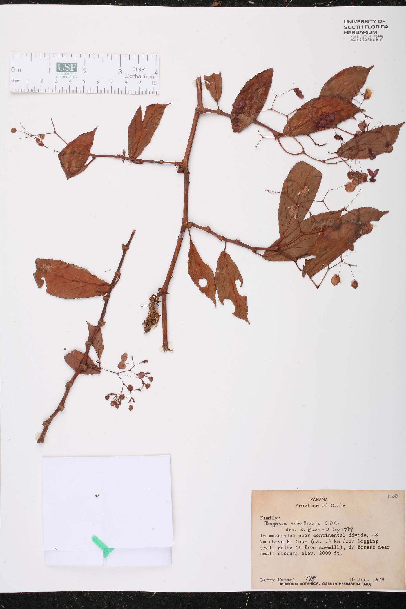 Begonia estrellensis image