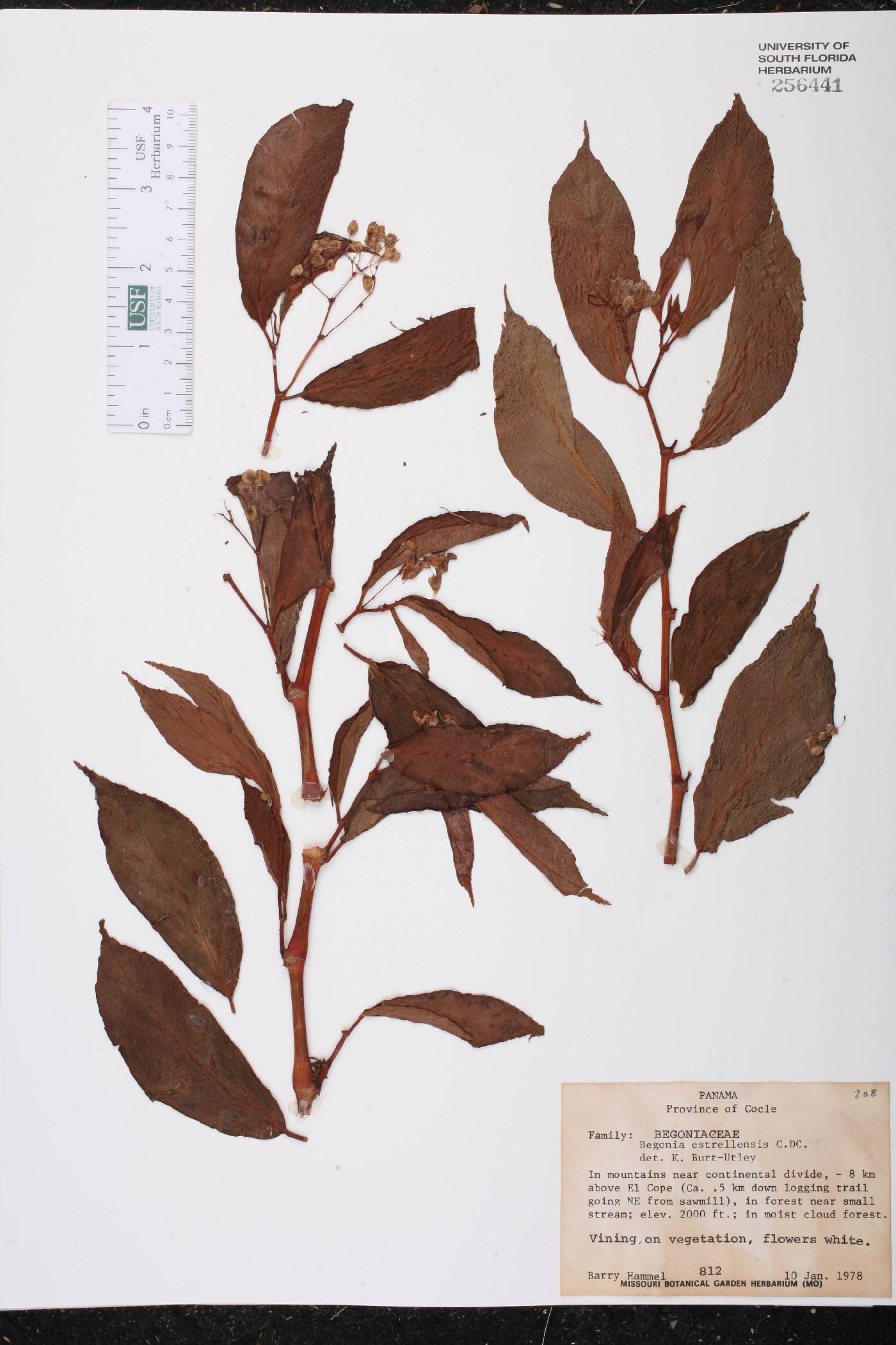 Begonia estrellensis image