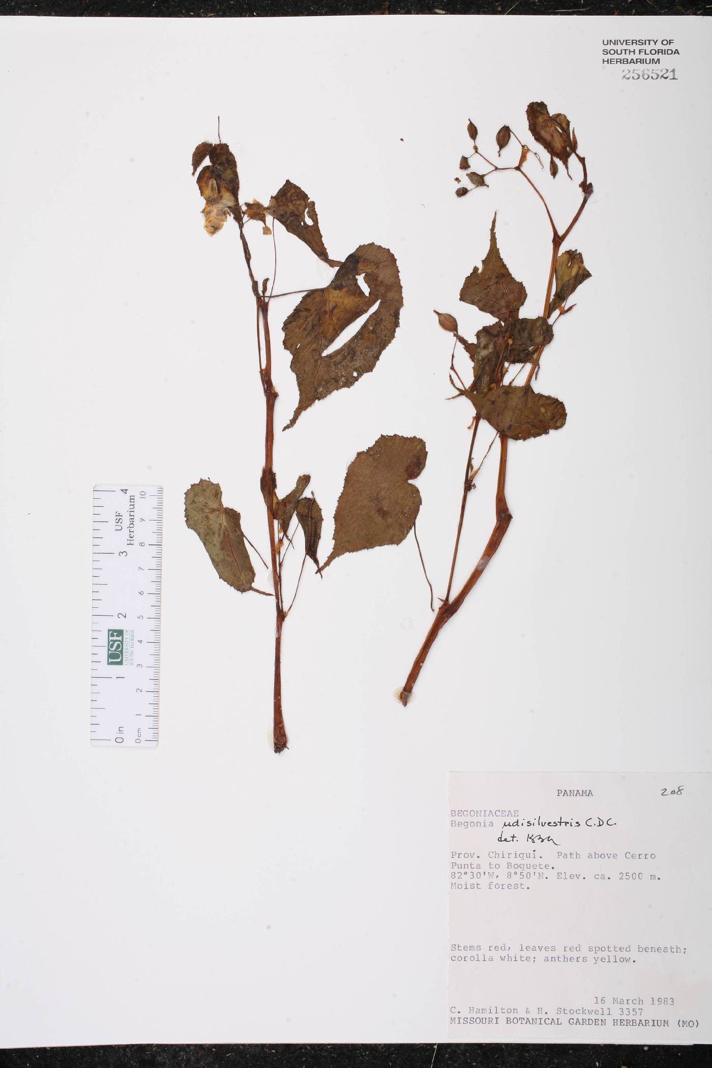 Begonia udisilvestris image