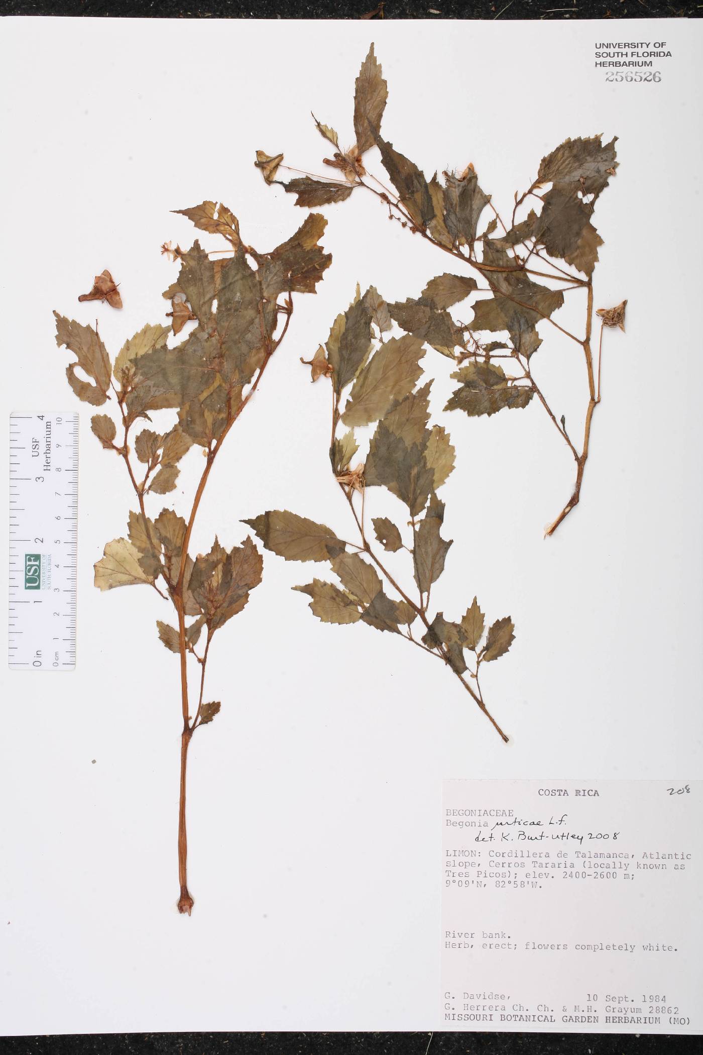 Begonia urticae image