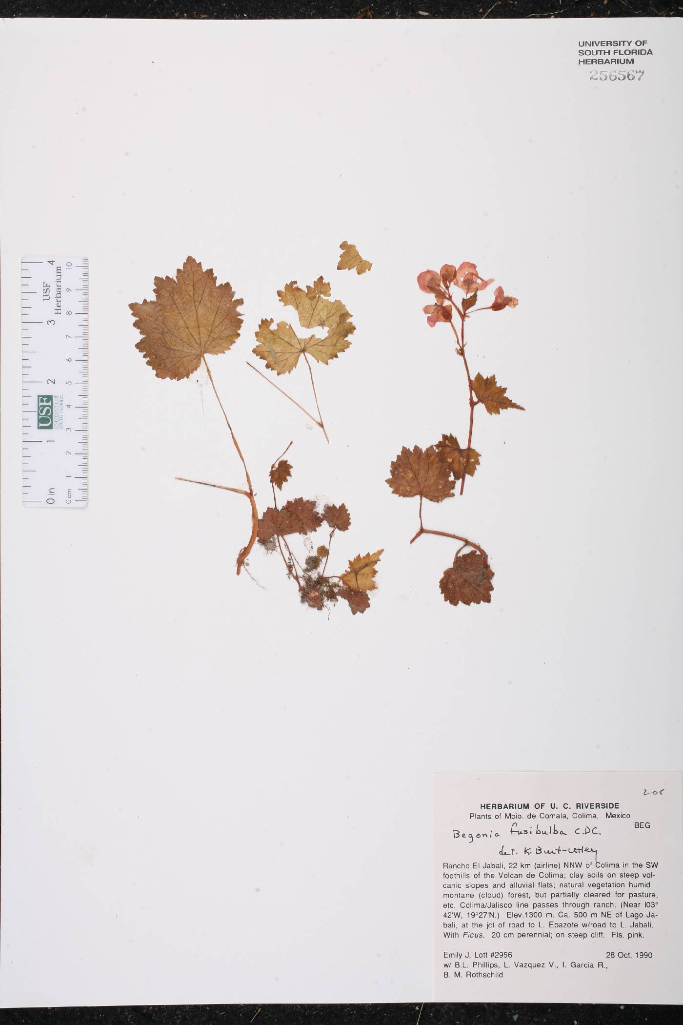 Begonia fusibulba image