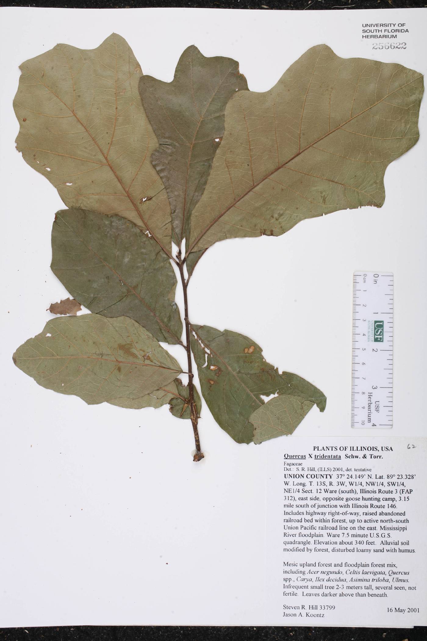 Quercus × tridentata image