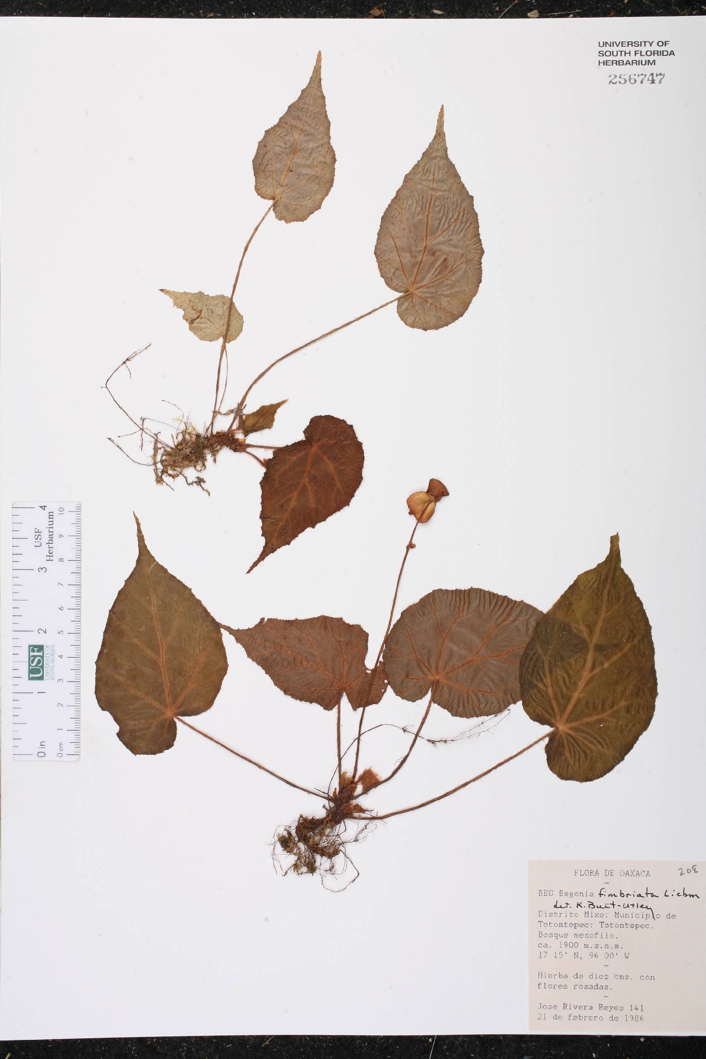 Begonia fimbriata image