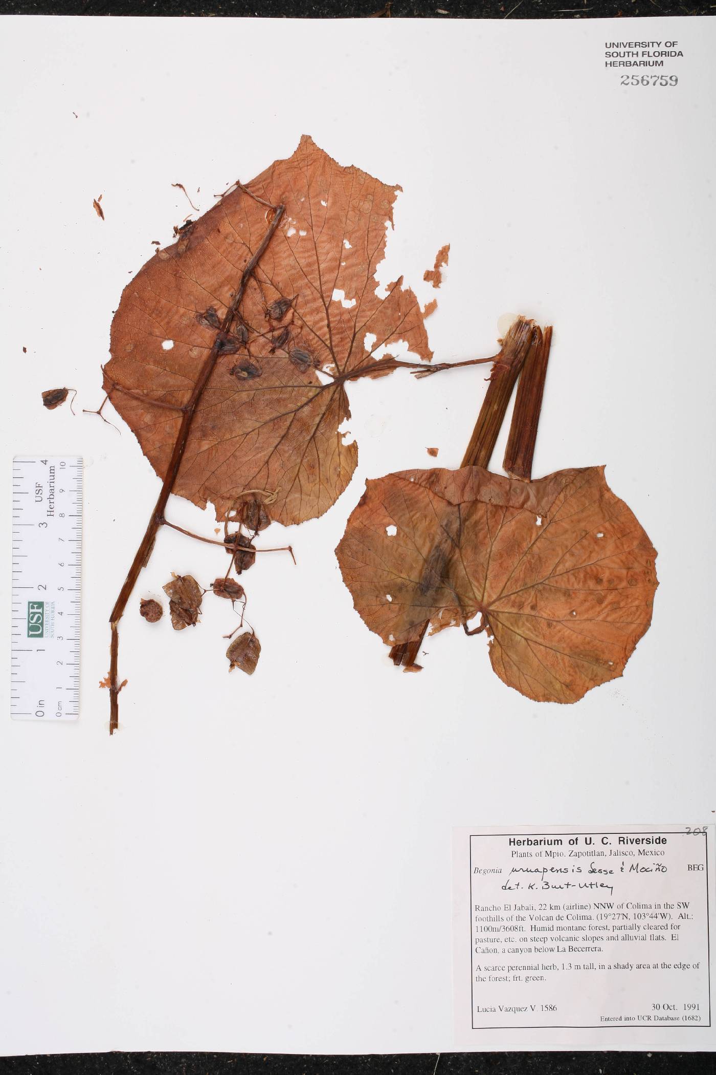 Begonia uruapensis image