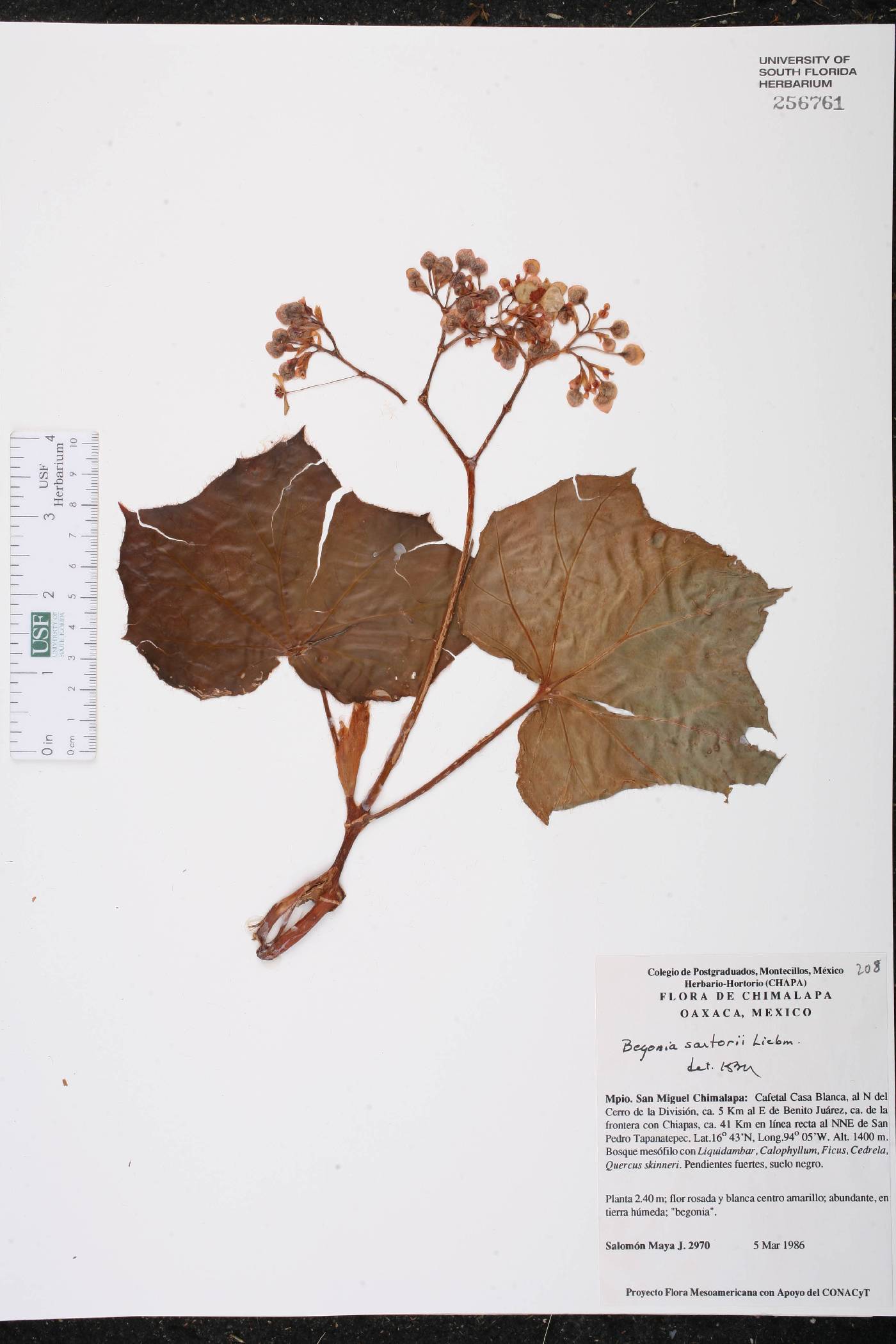 Begonia sartorii image