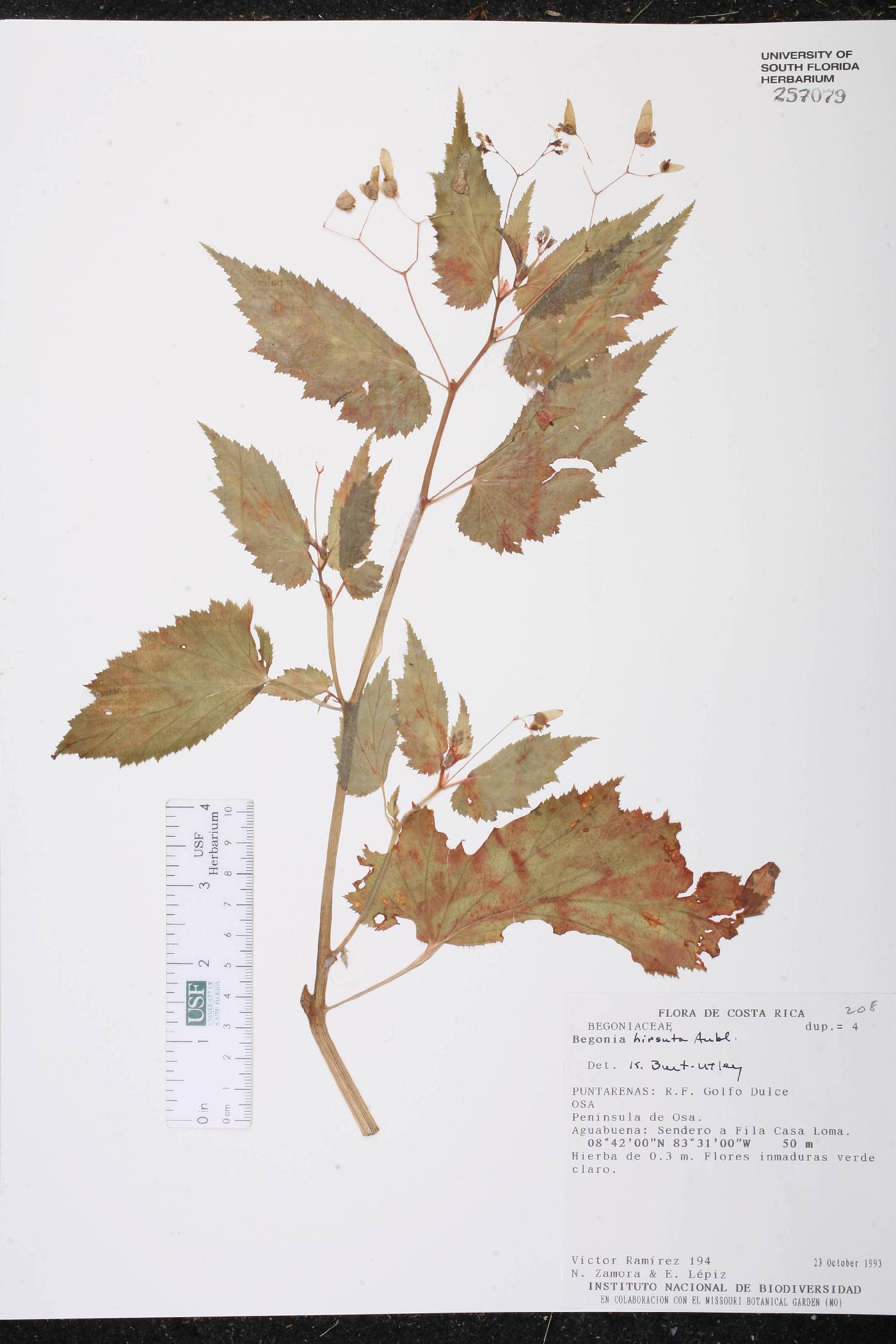 Begonia hirsuta image