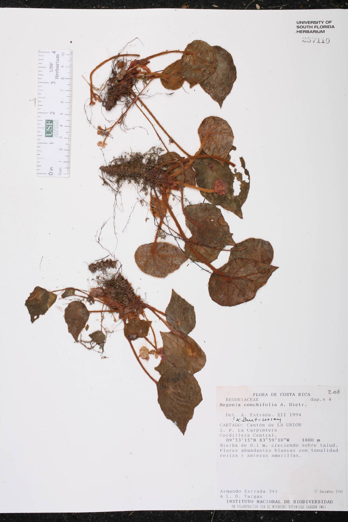 Begonia conchifolia image