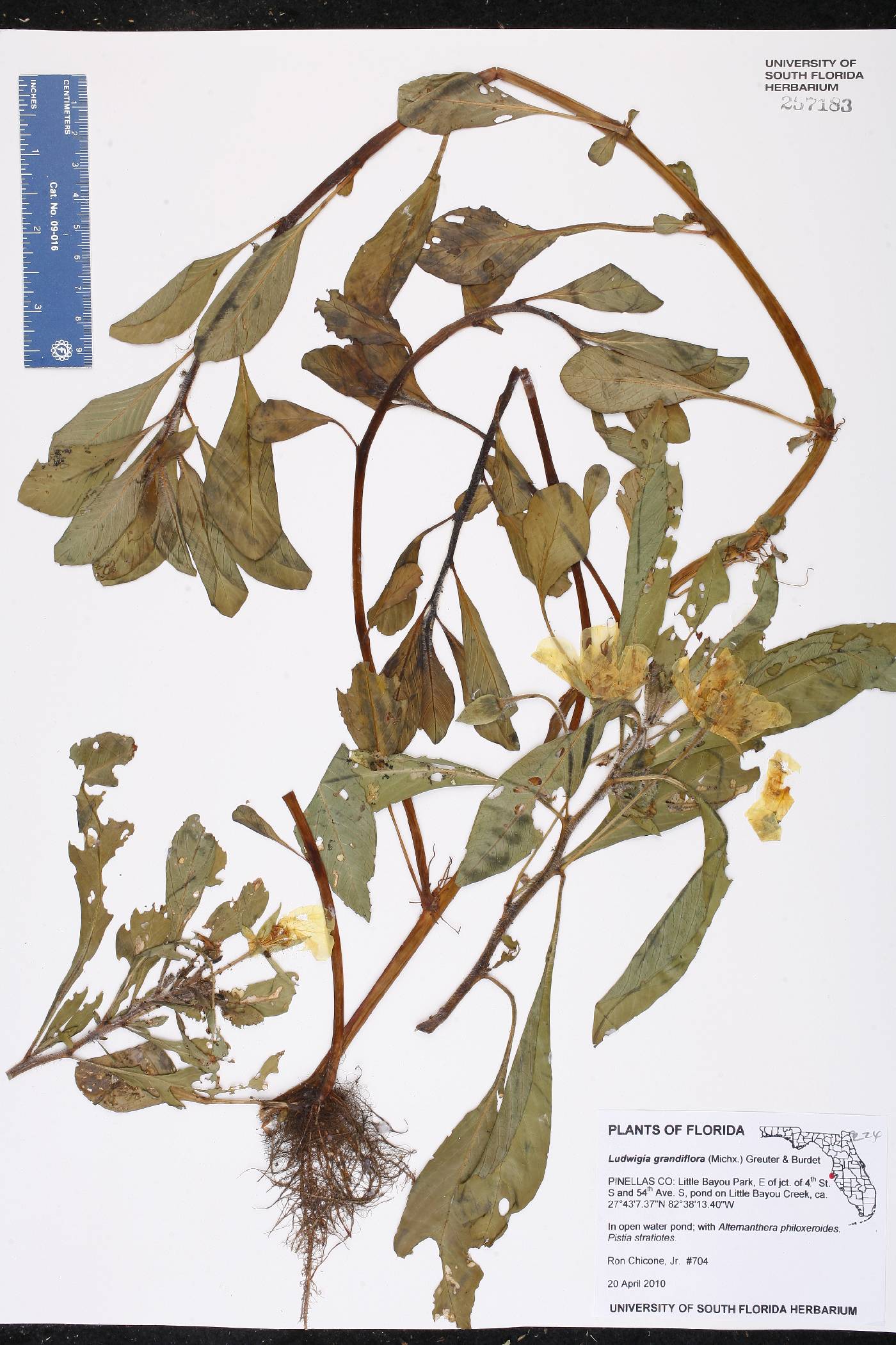 Ludwigia grandiflora image