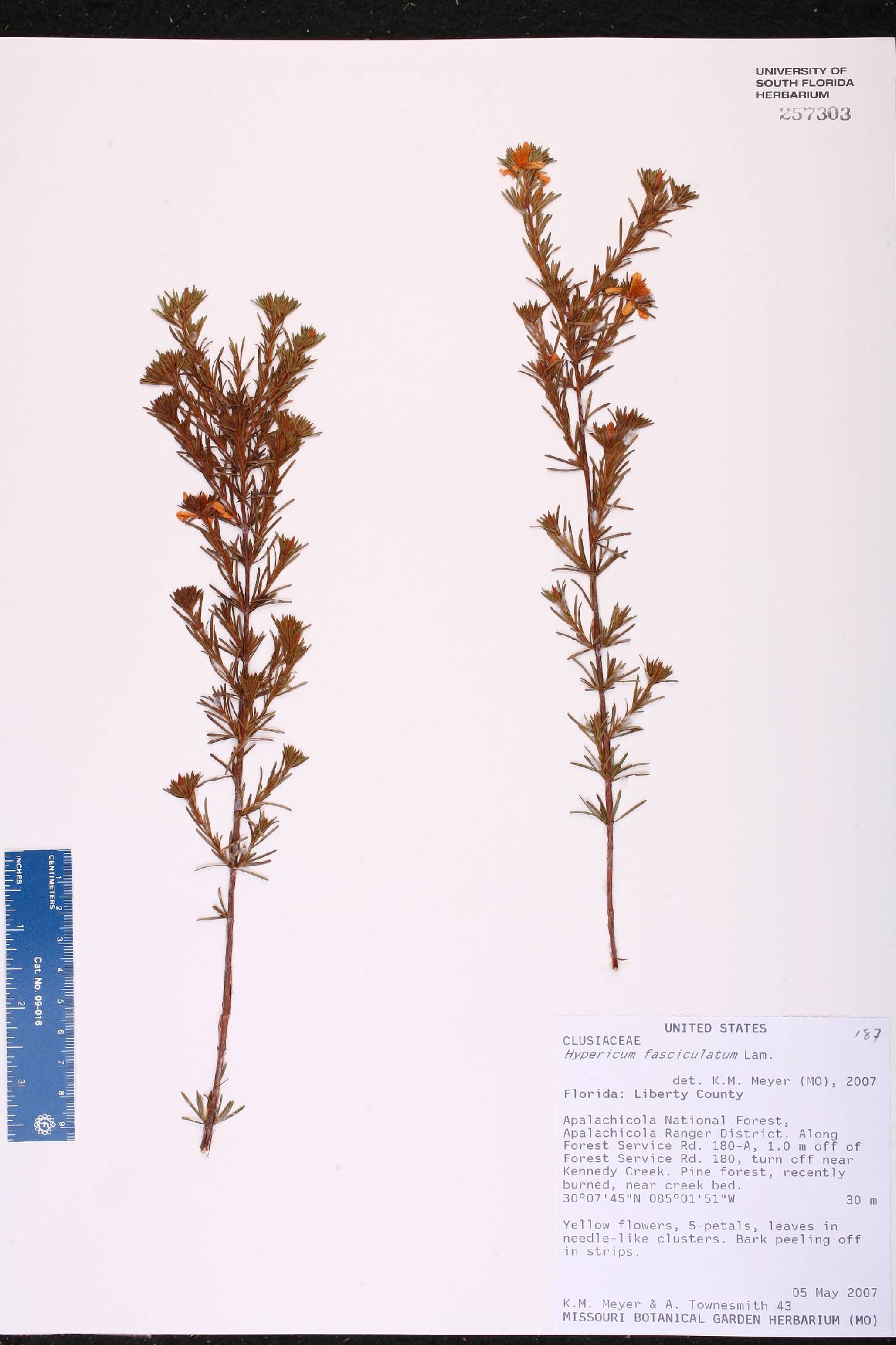 Hypericum fasciculatum image