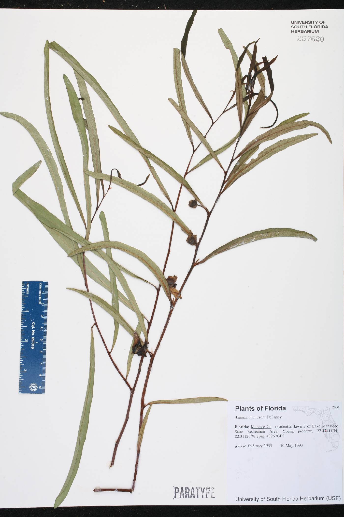 Asimina manasota image