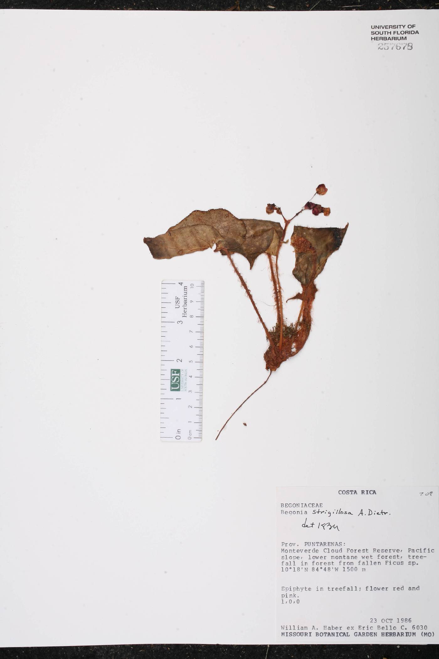 Begonia strigillosa image