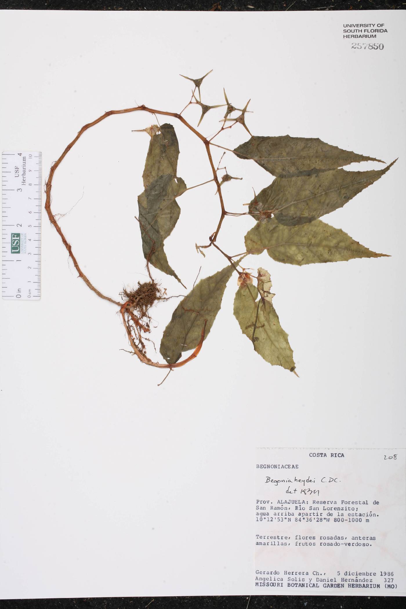 Begonia heydei image