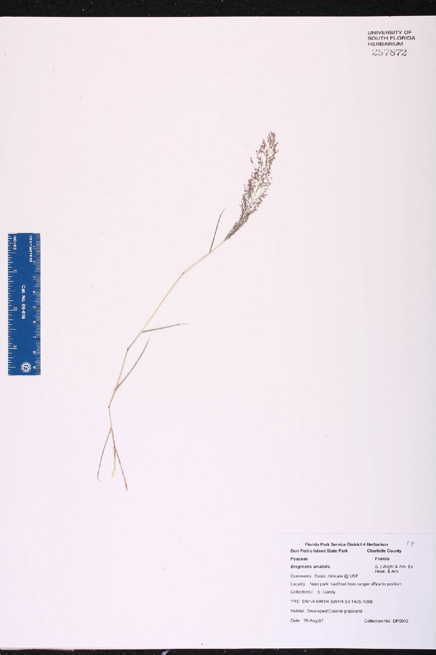 Eragrostis amabilis image