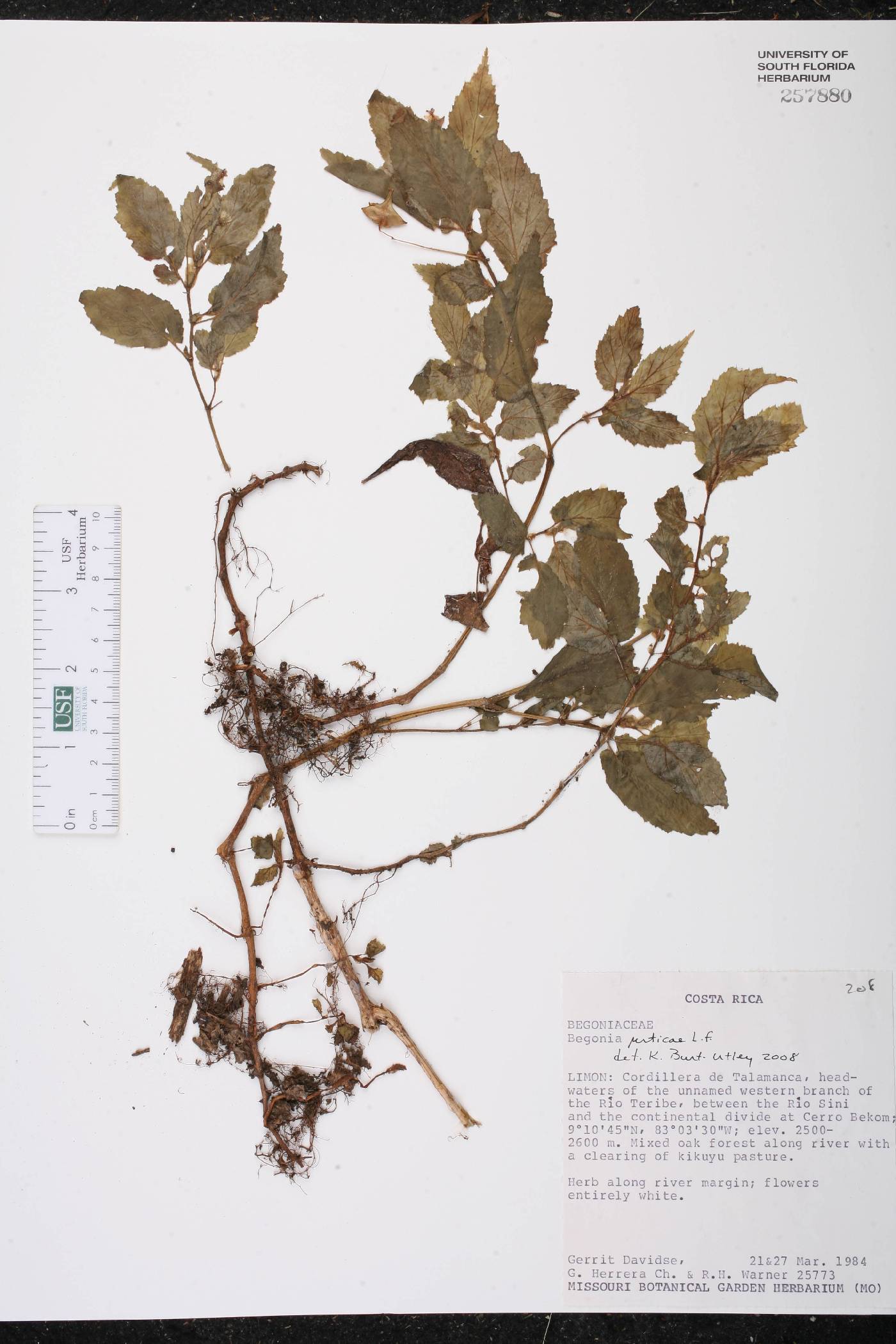 Begonia urticae image