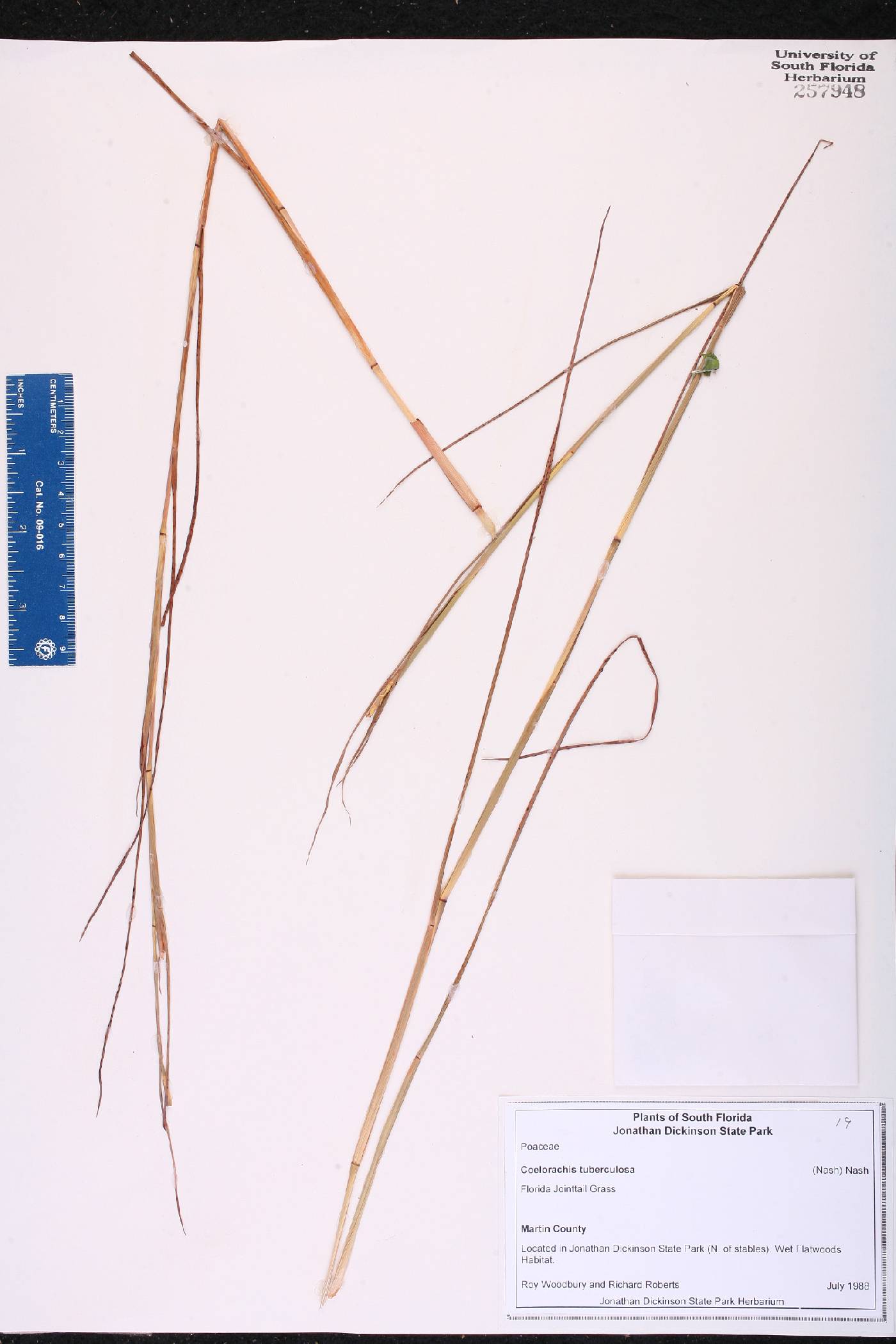 Coelorachis tuberculosa image