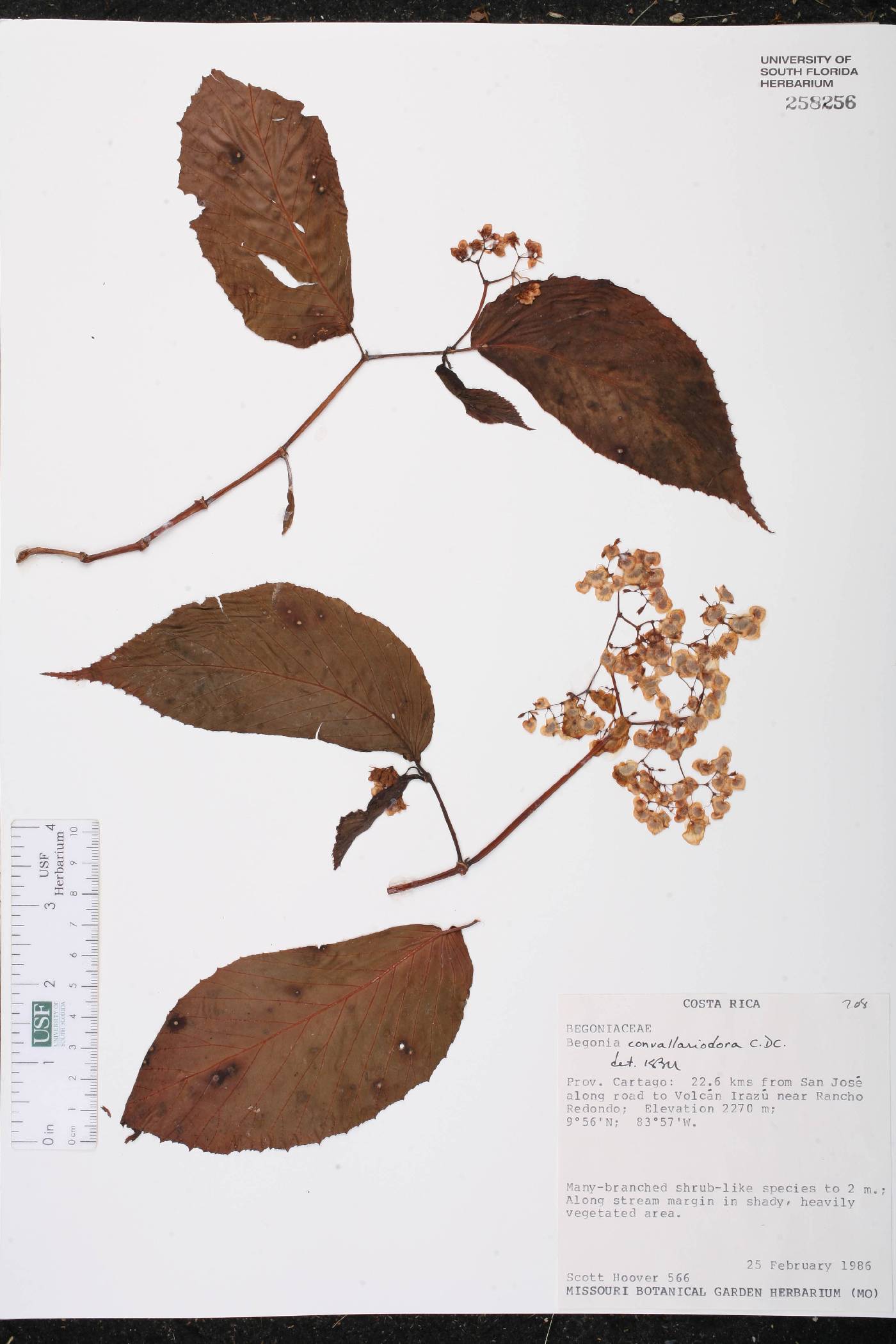 Begonia convallariodora image