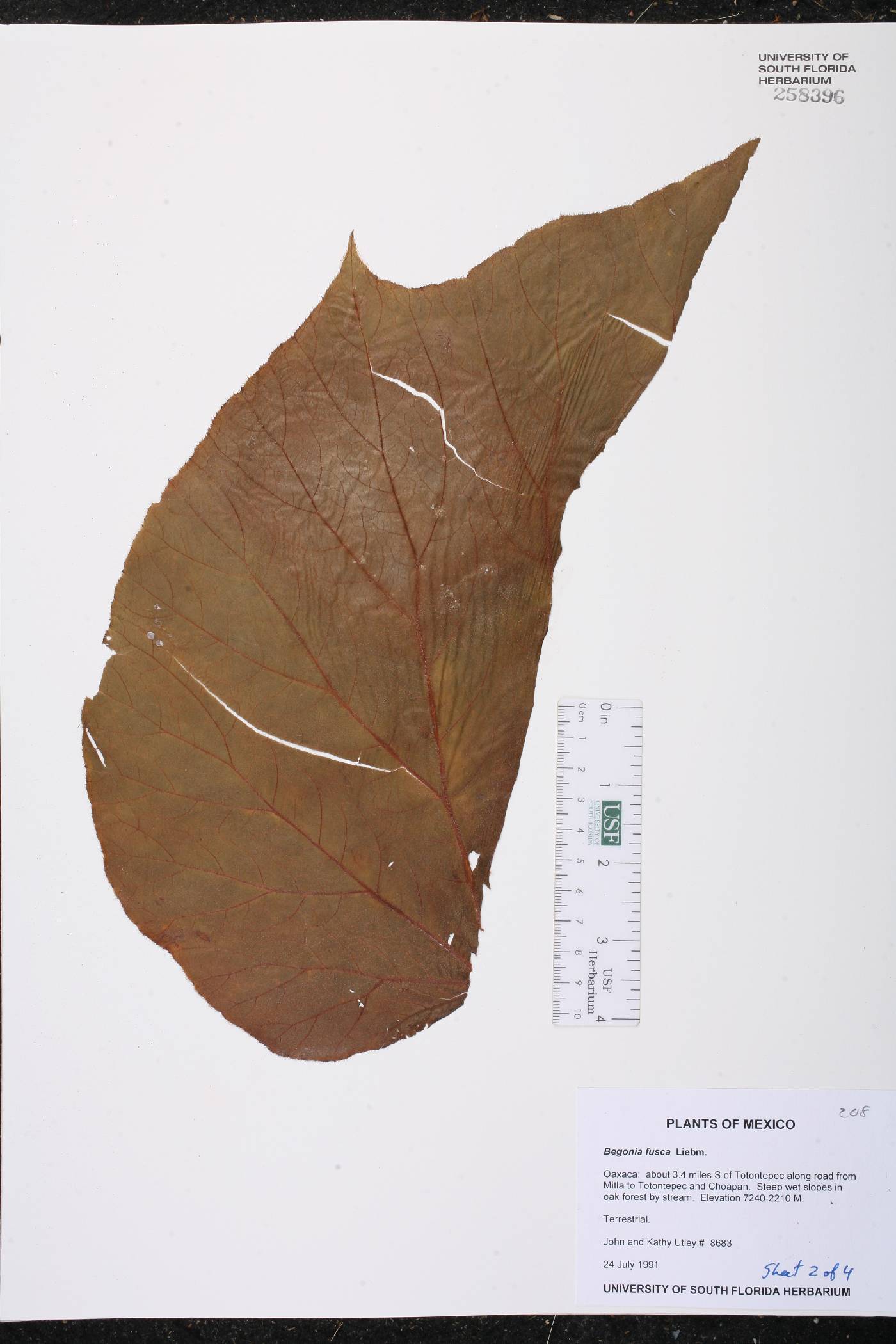 Begonia fusca image