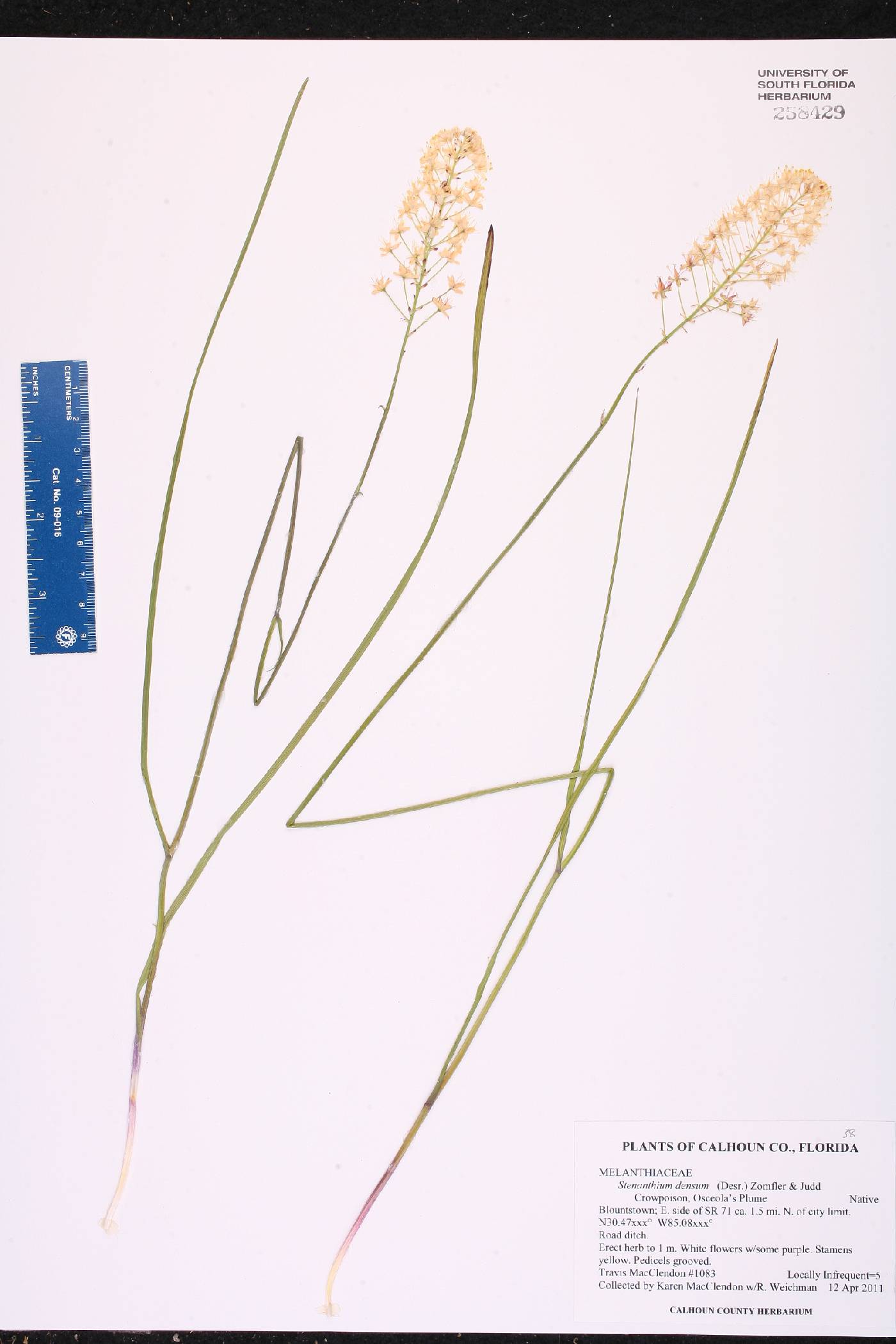 Stenanthium densum image