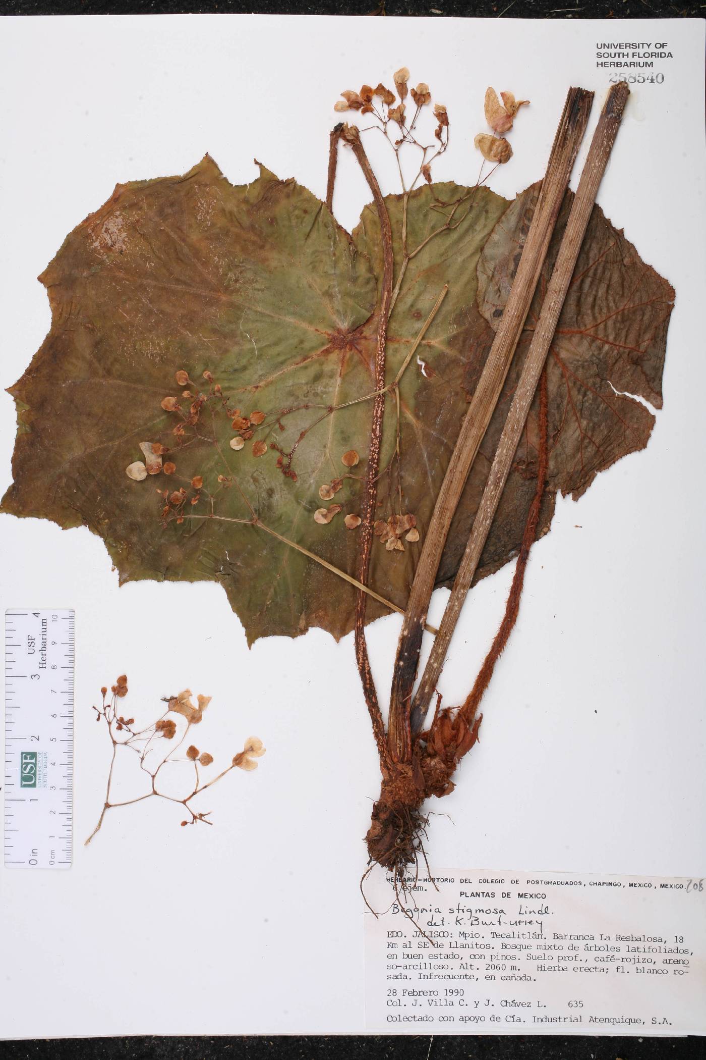 Begonia stigmosa image