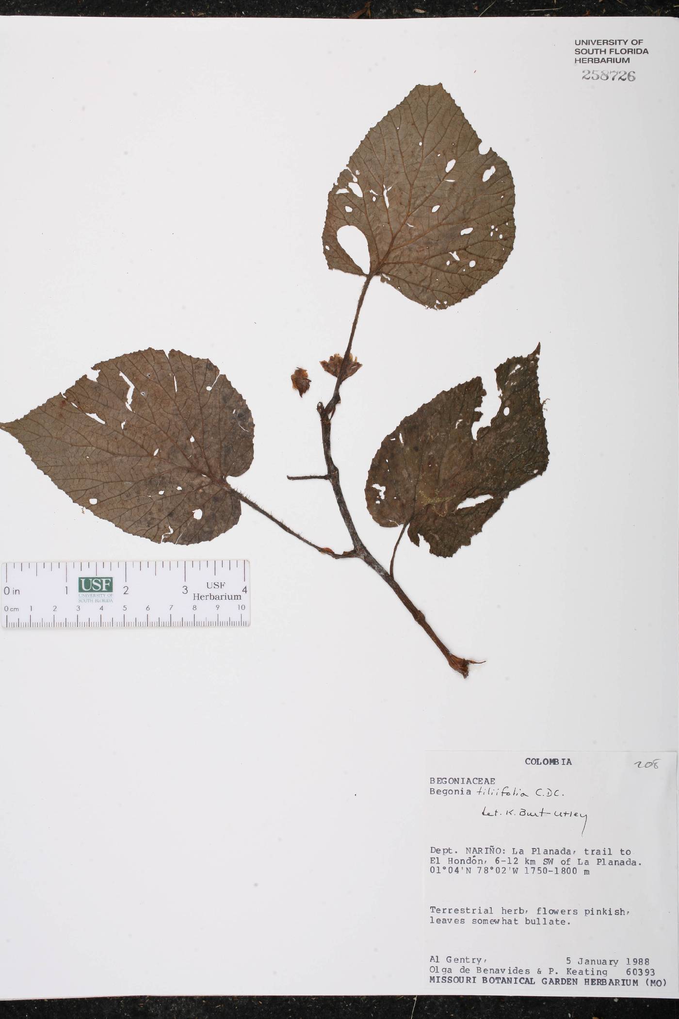 Begonia tiliifolia image