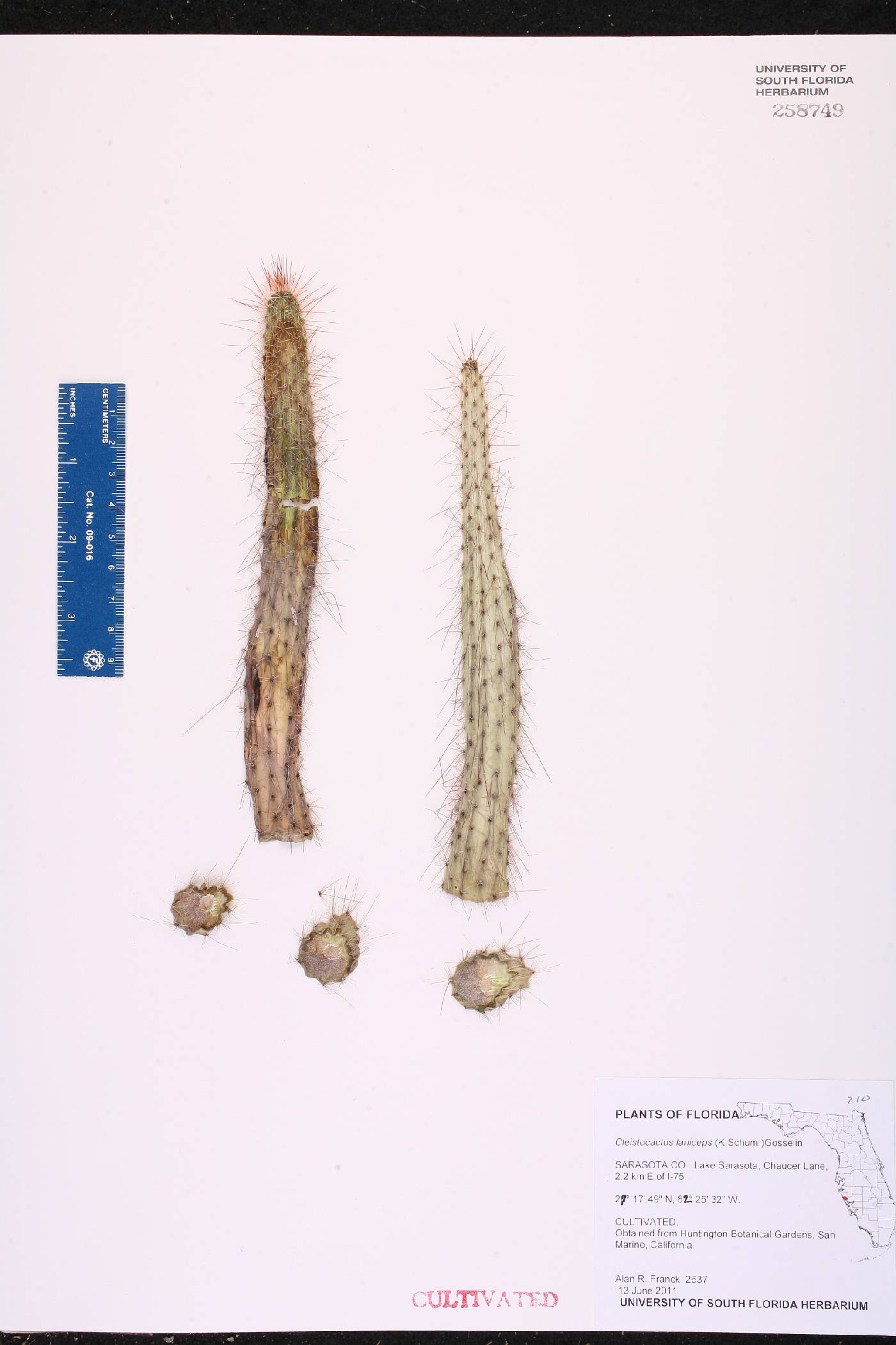 Cleistocactus laniceps image