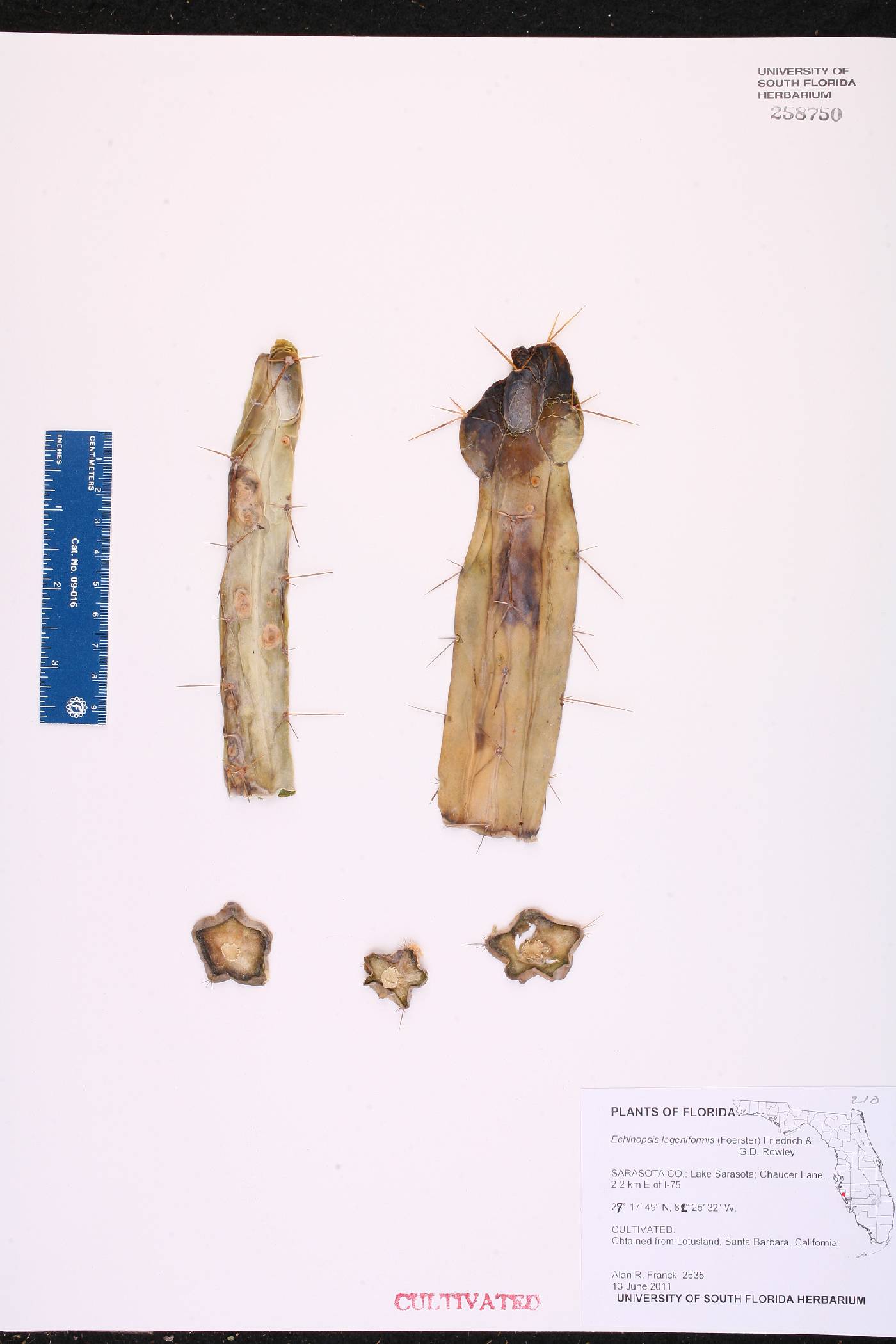 Echinopsis lageniformis image