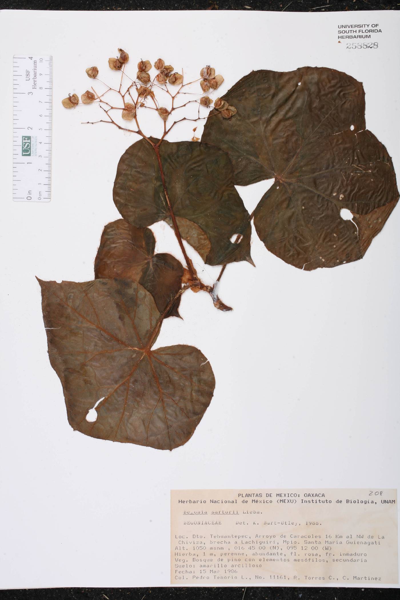 Begonia sartorii image