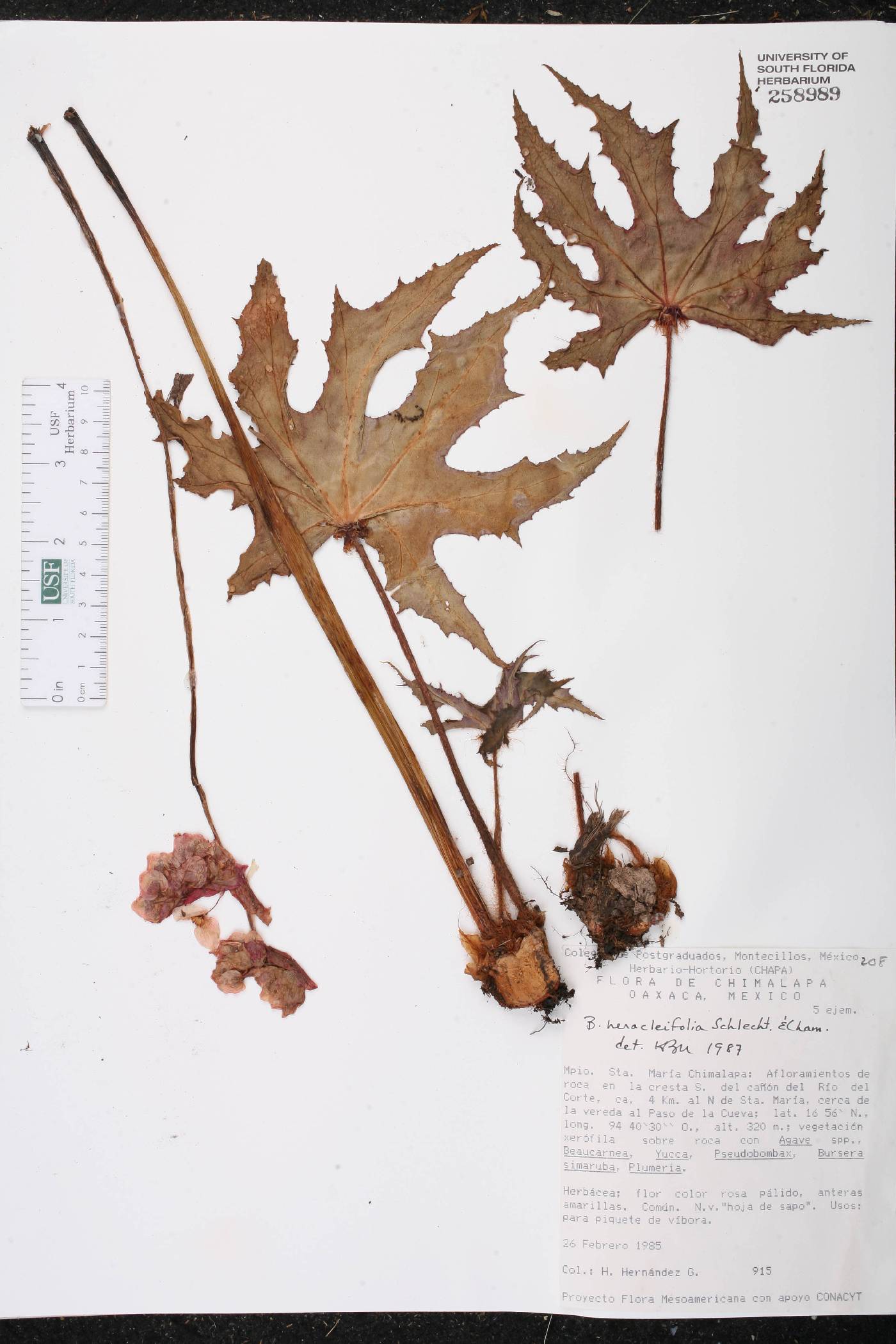 Begonia heracleifolia image