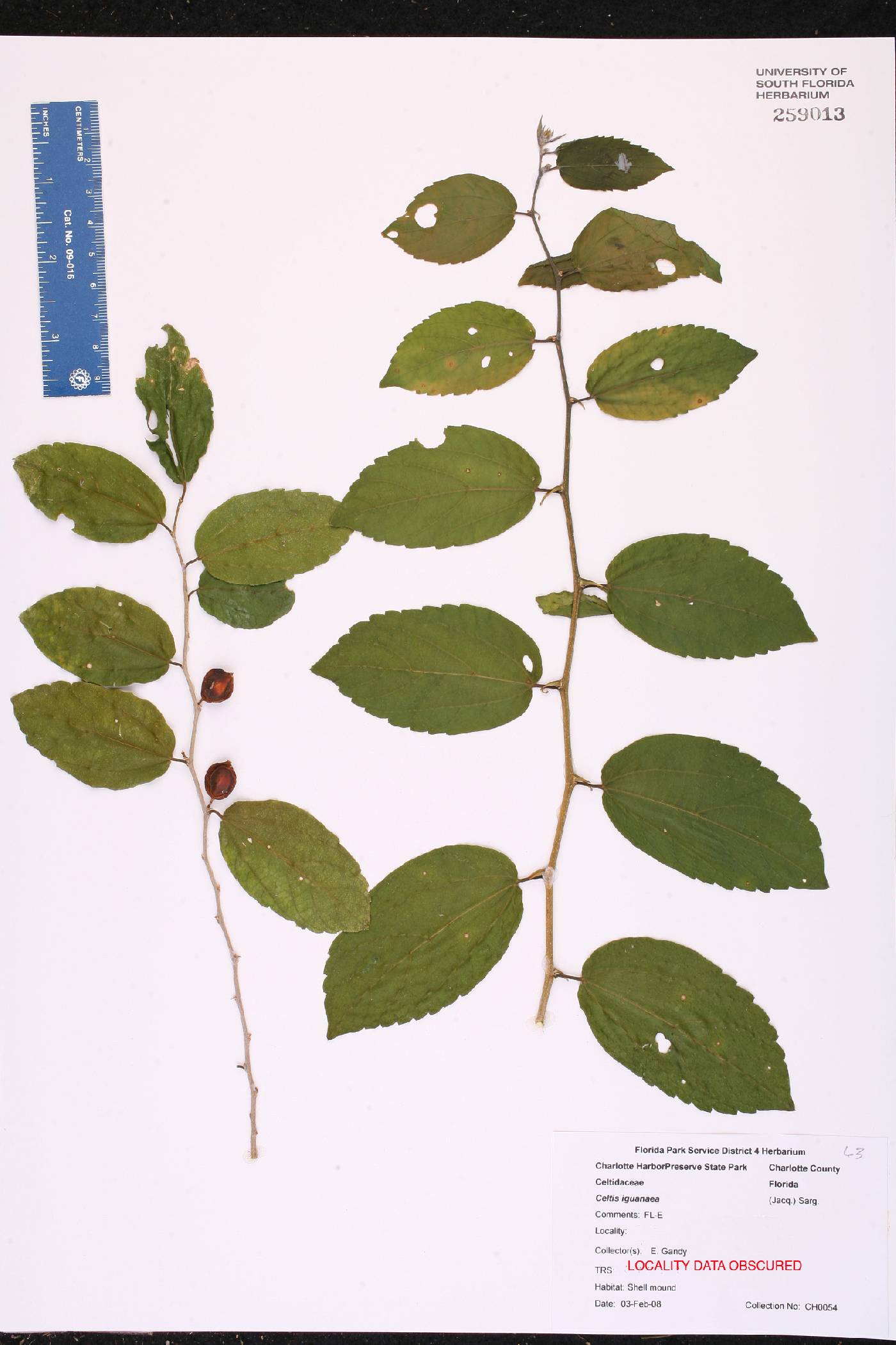 Celtis iguanaea image