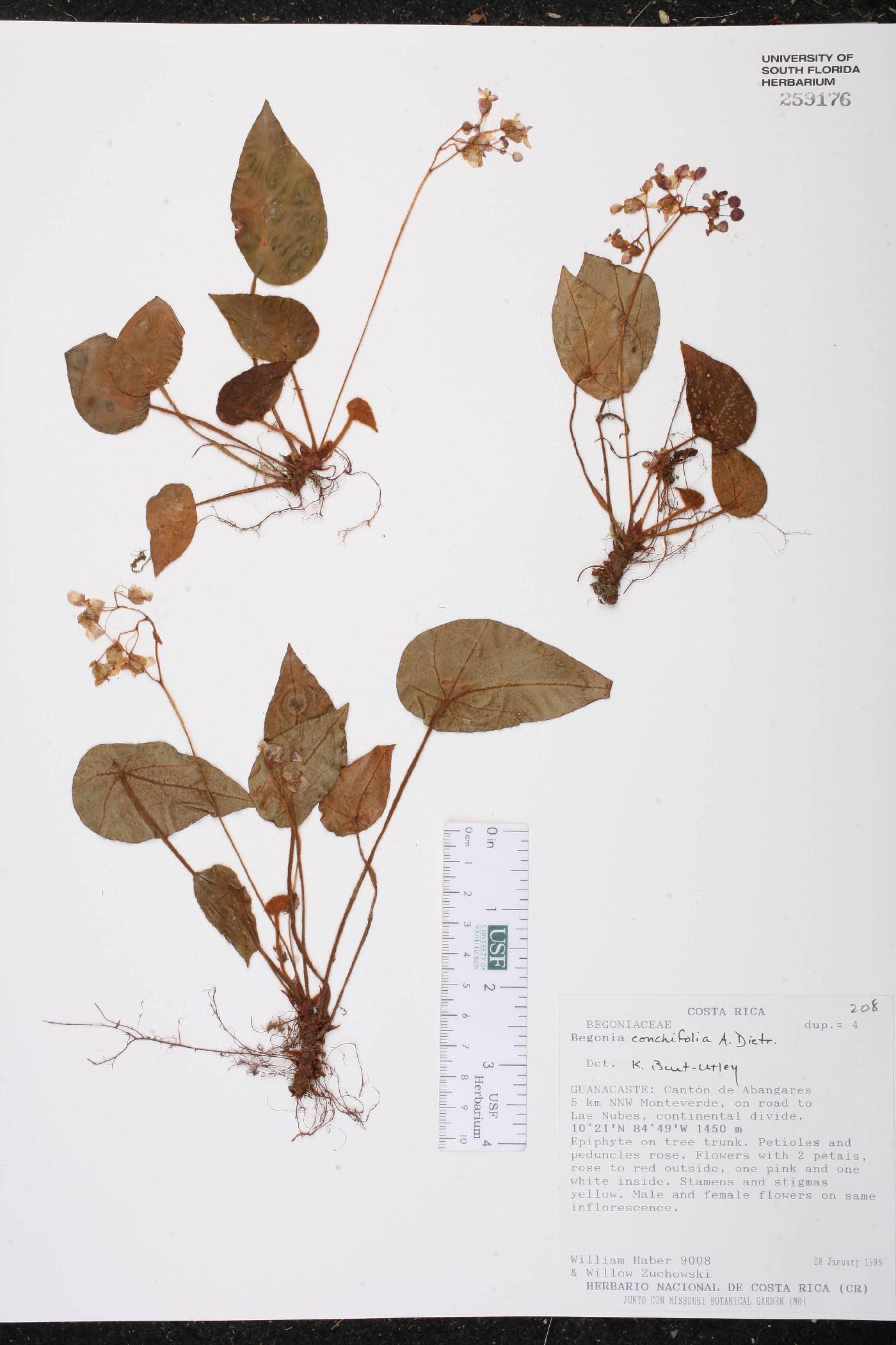 Begonia conchifolia image