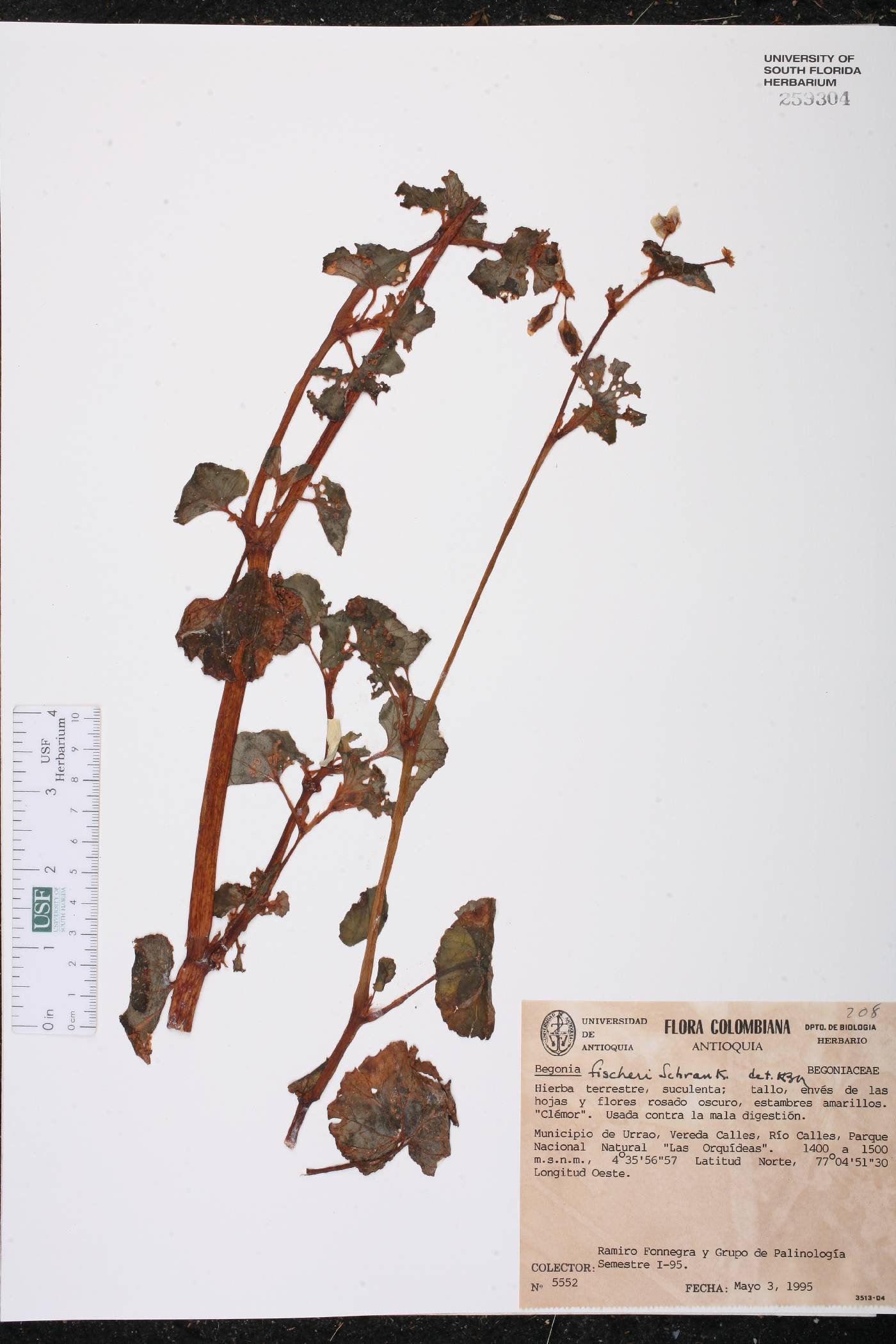 Begonia fischeri image