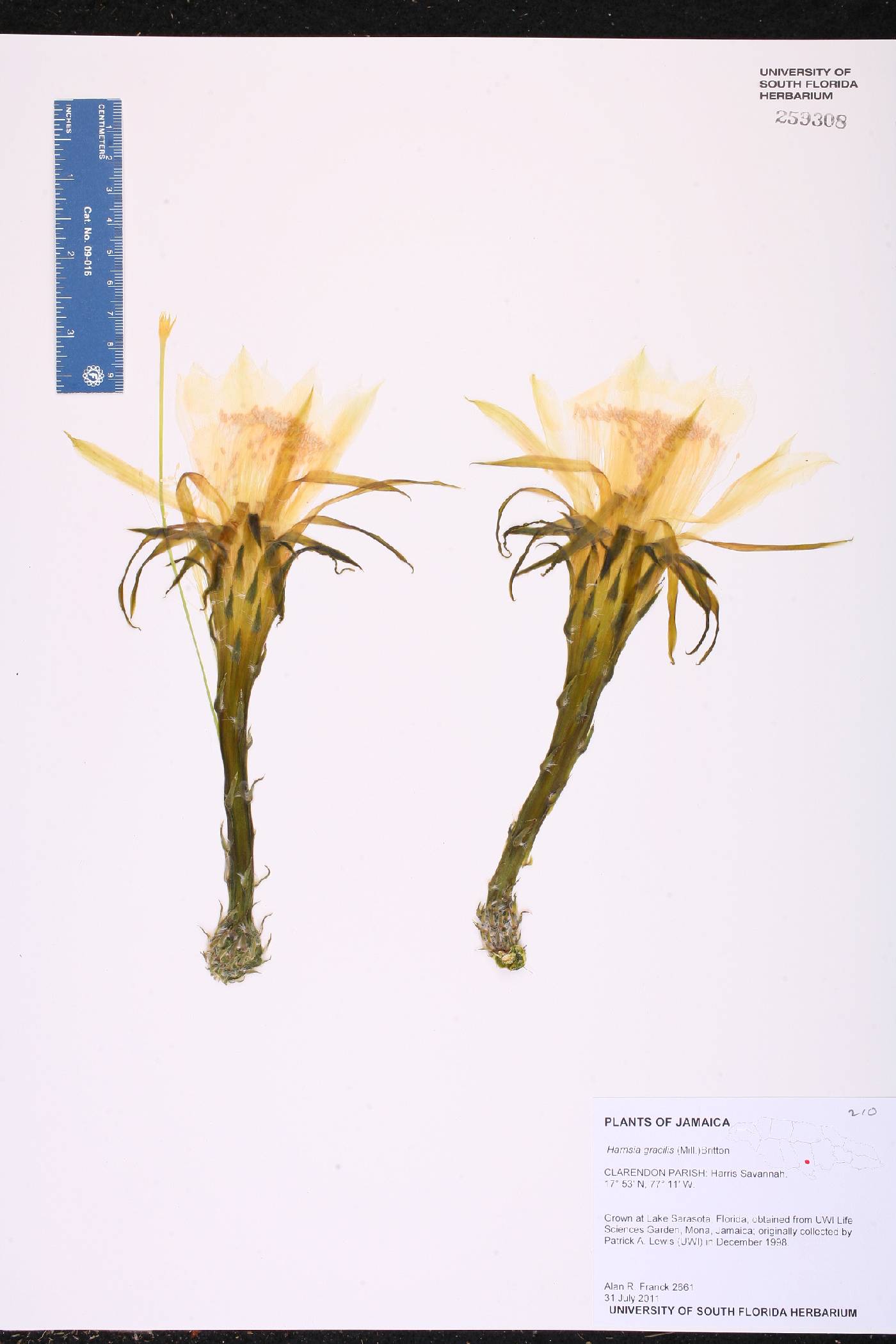 Harrisia gracilis image