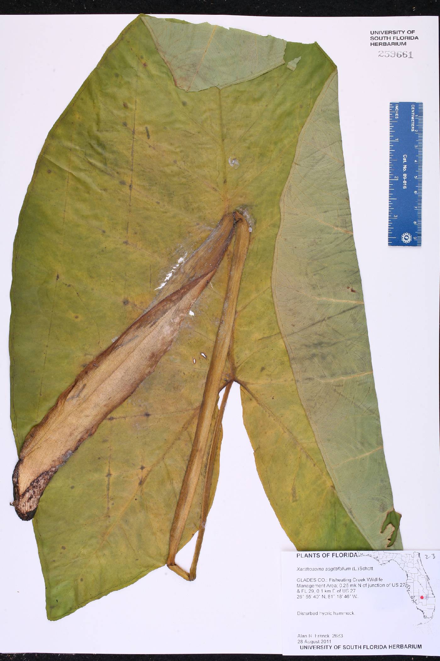 Xanthosoma sagittifolium image