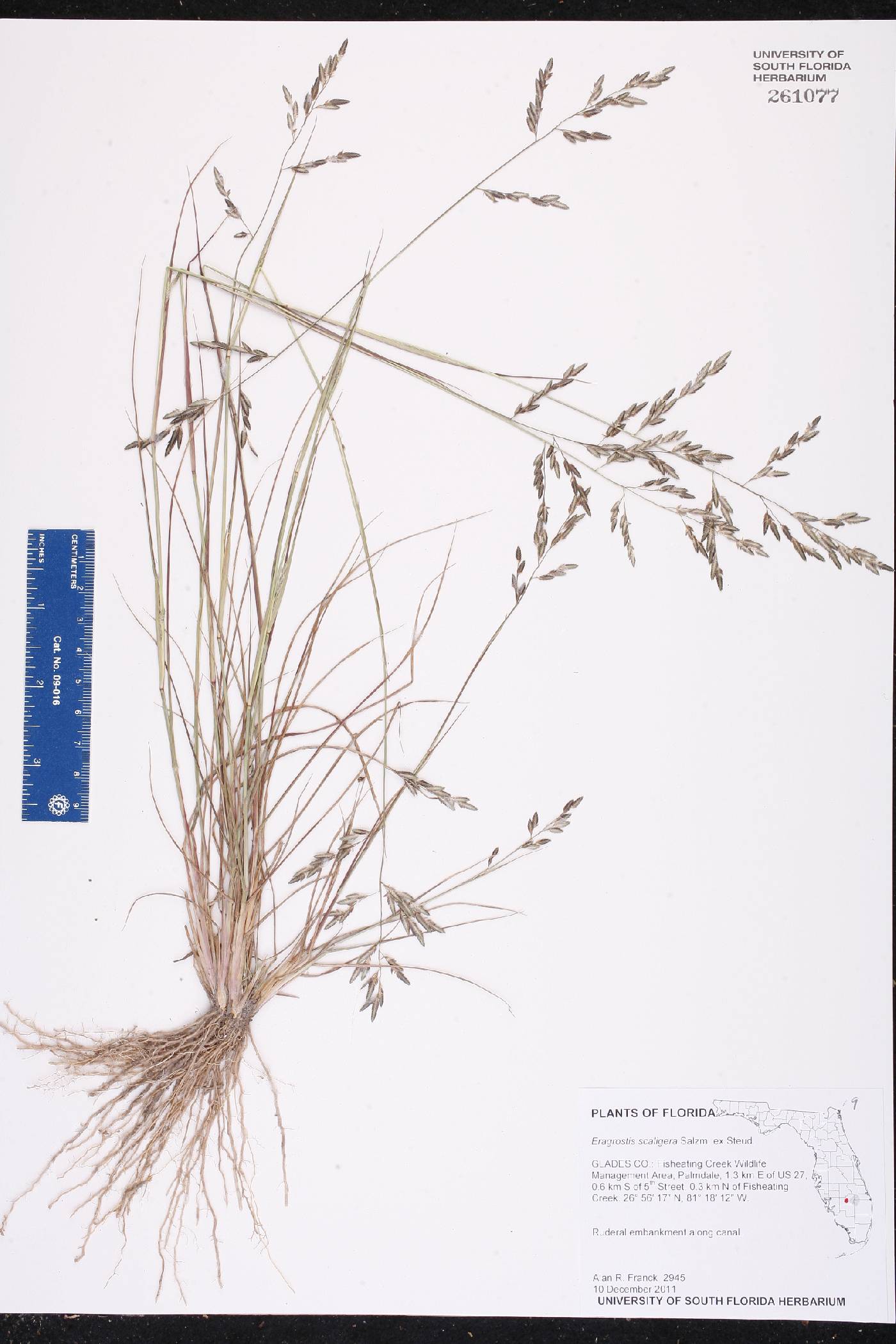 Eragrostis scaligera image