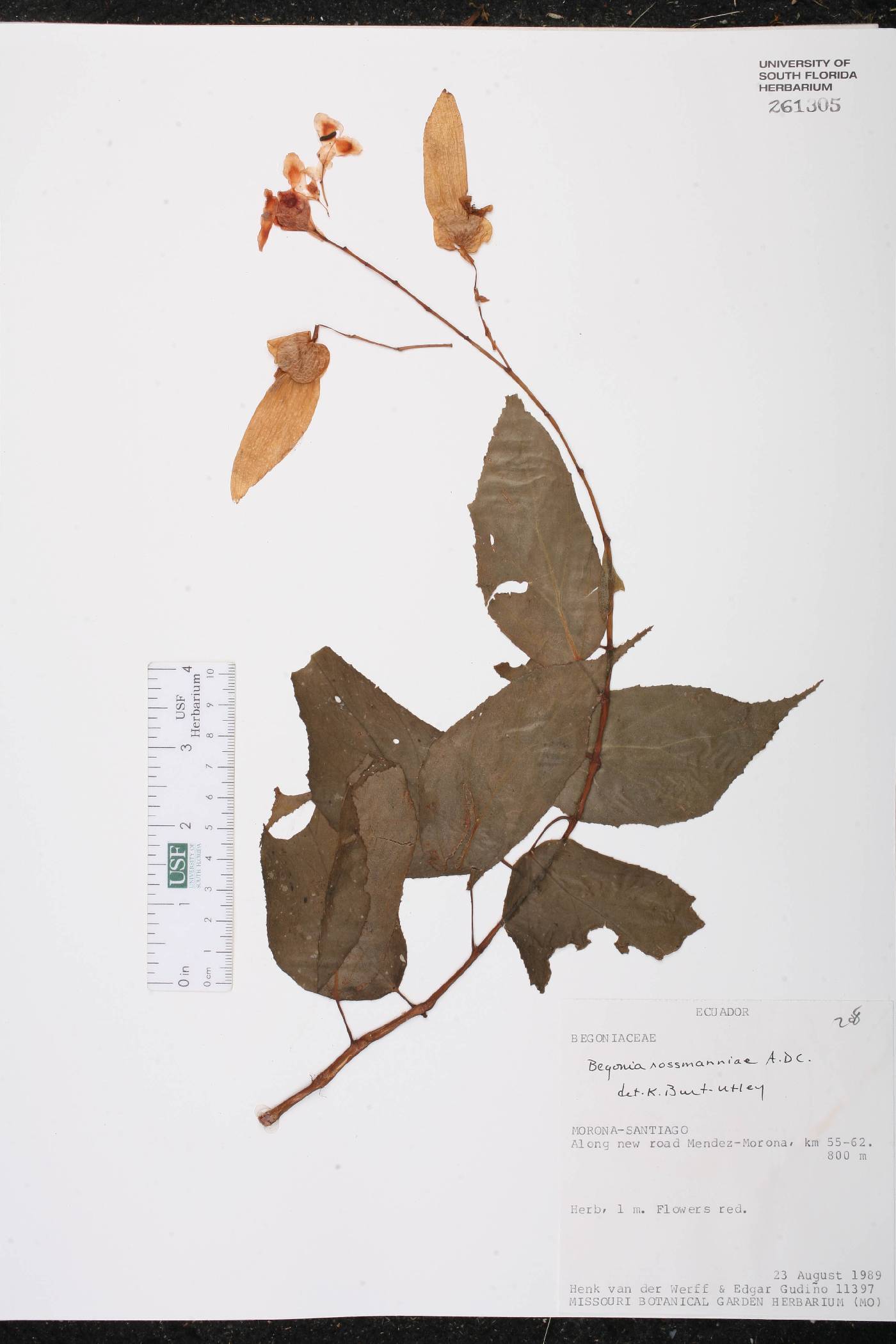 Begonia rossmanniae image