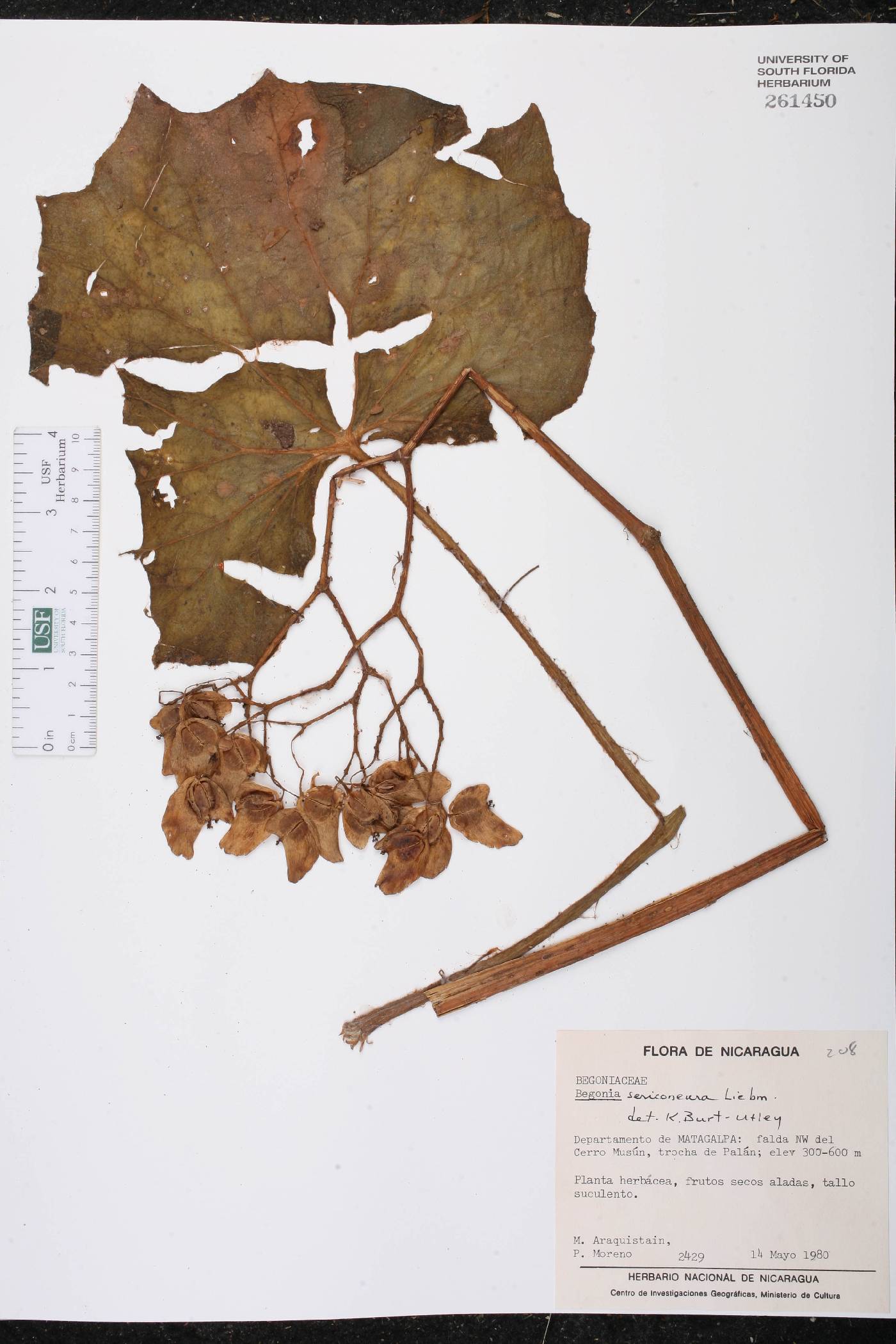 Begonia sericoneura image