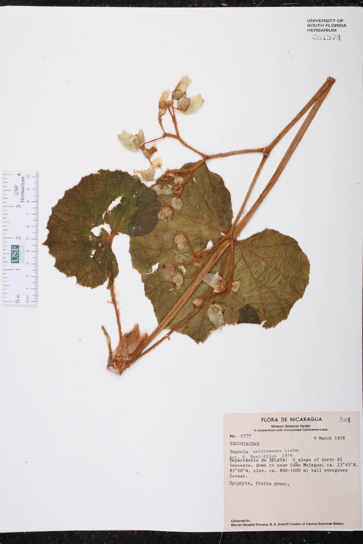 Begonia sericoneura image