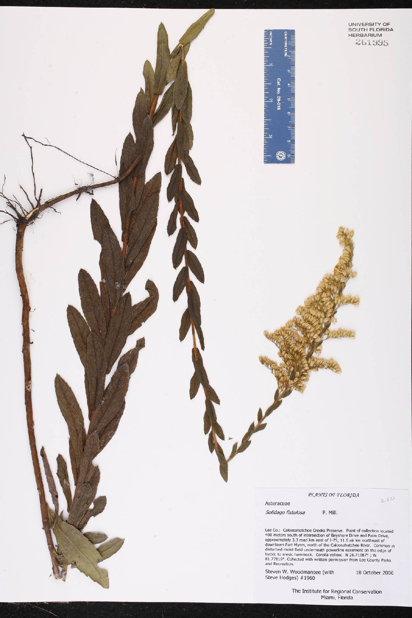 Solidago fistulosa image