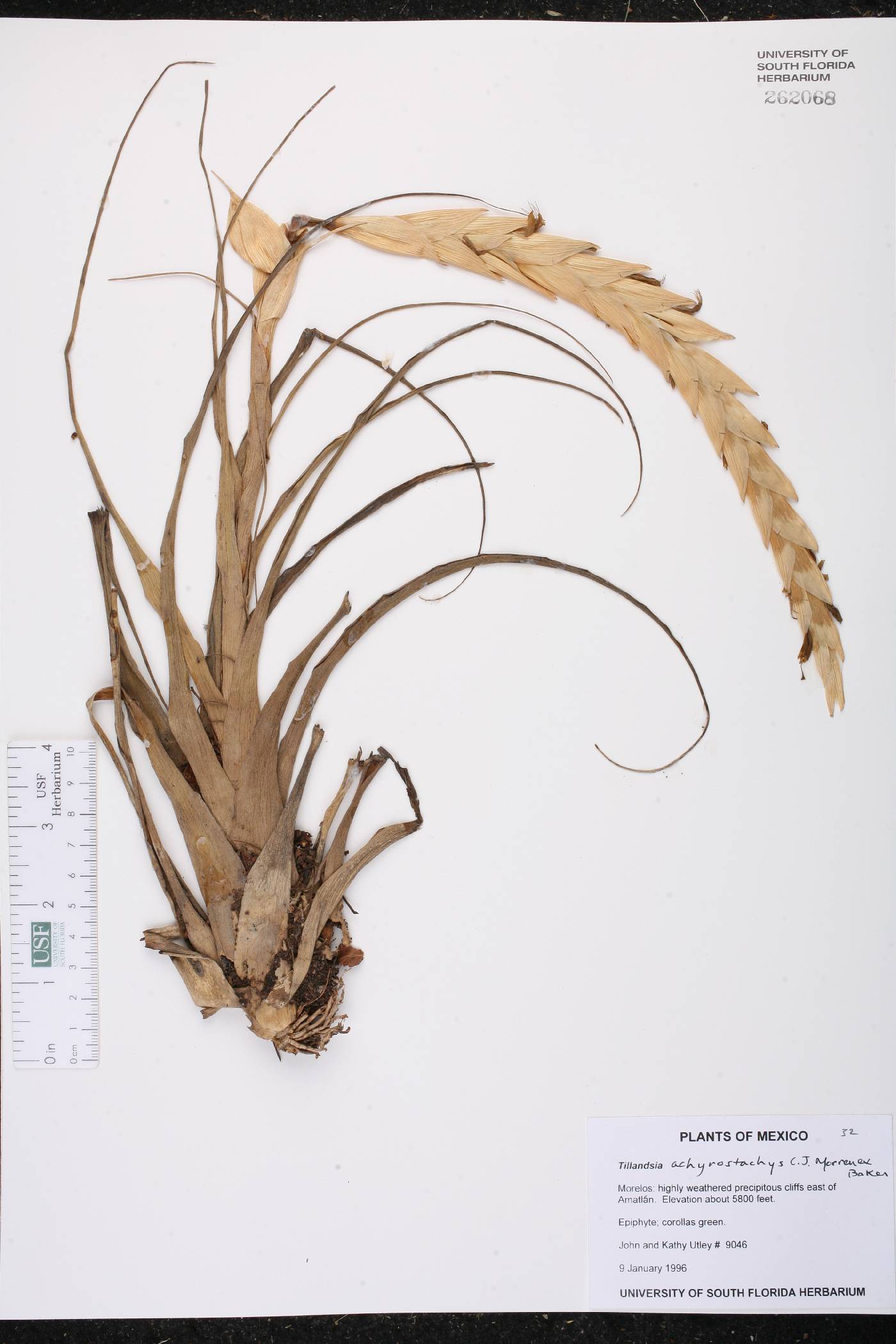 Tillandsia achyrostachys image