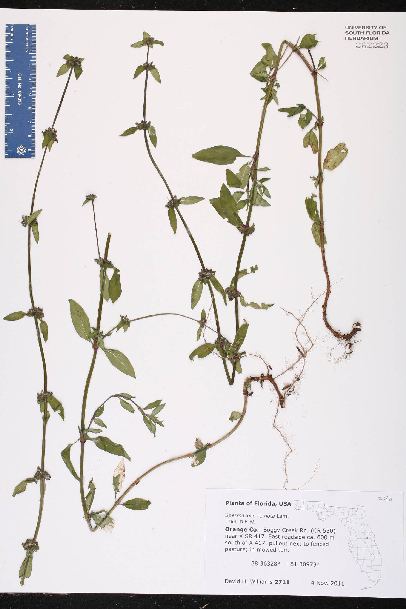 Spermacoce remota image