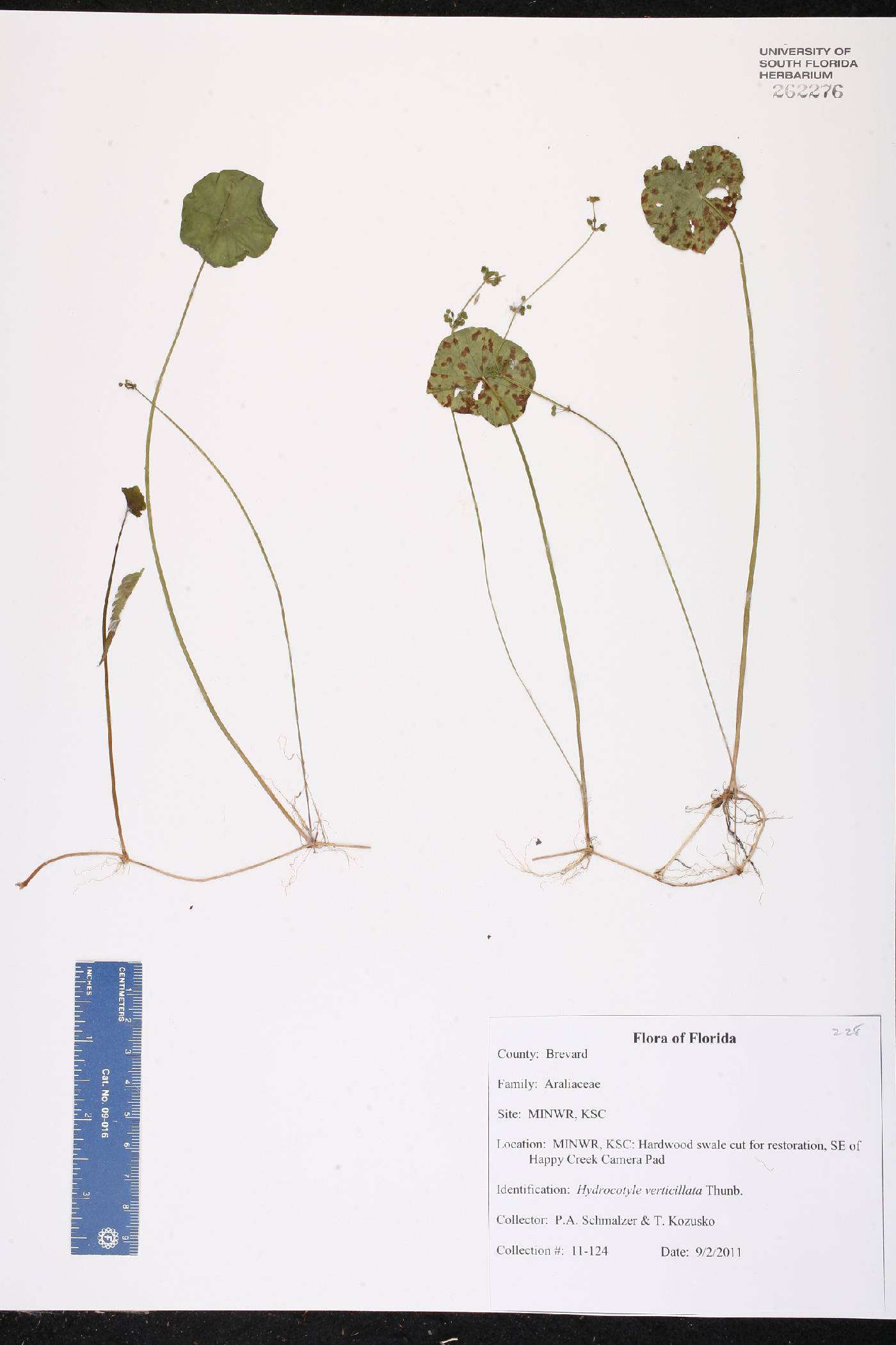 Hydrocotyle verticillata var. verticillata image