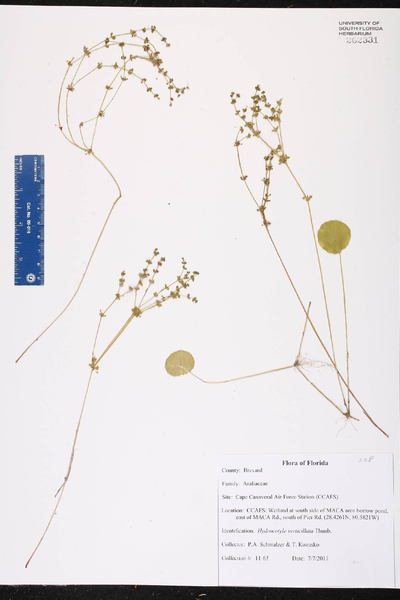 Hydrocotyle verticillata var. verticillata image