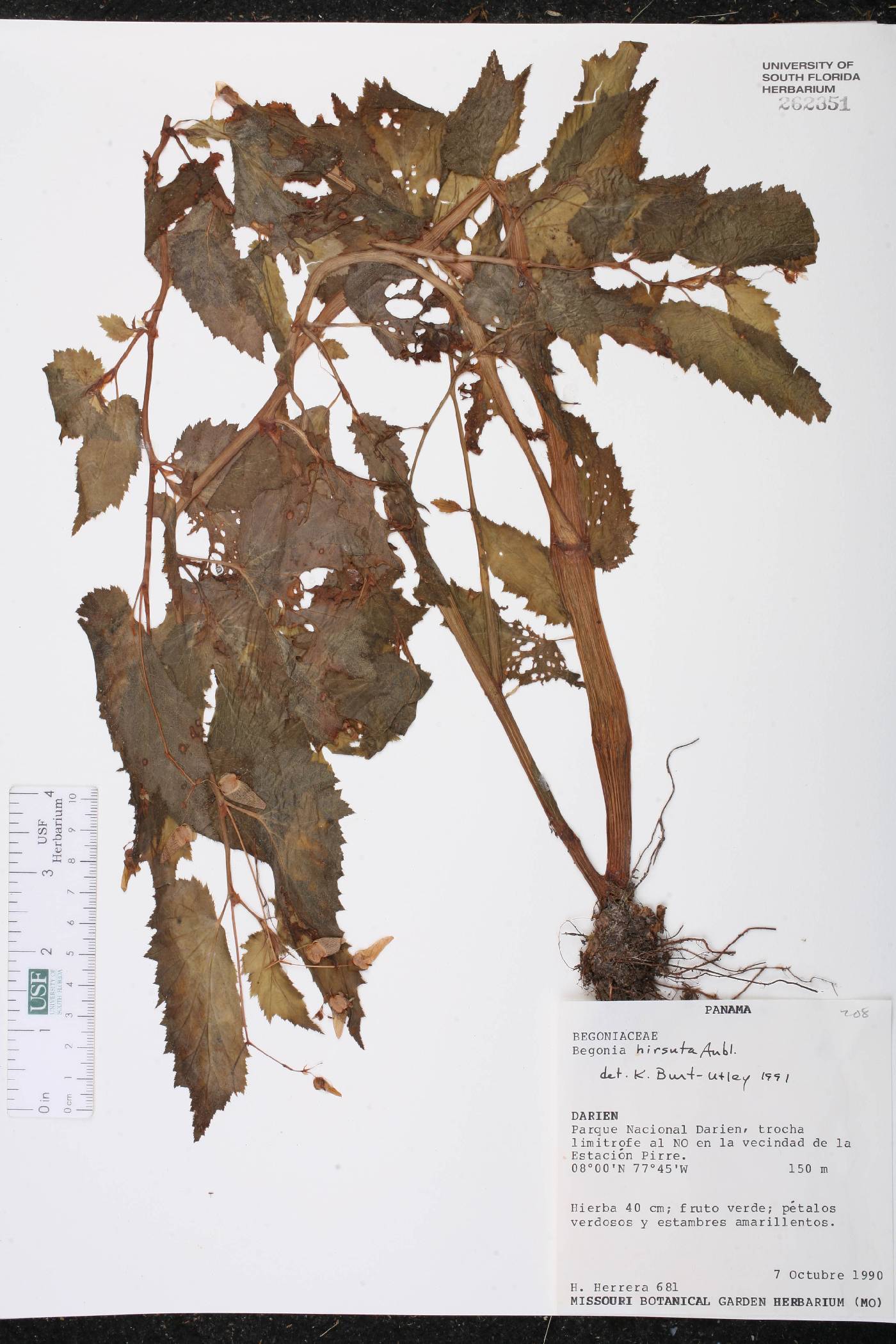 Begonia hirsuta image