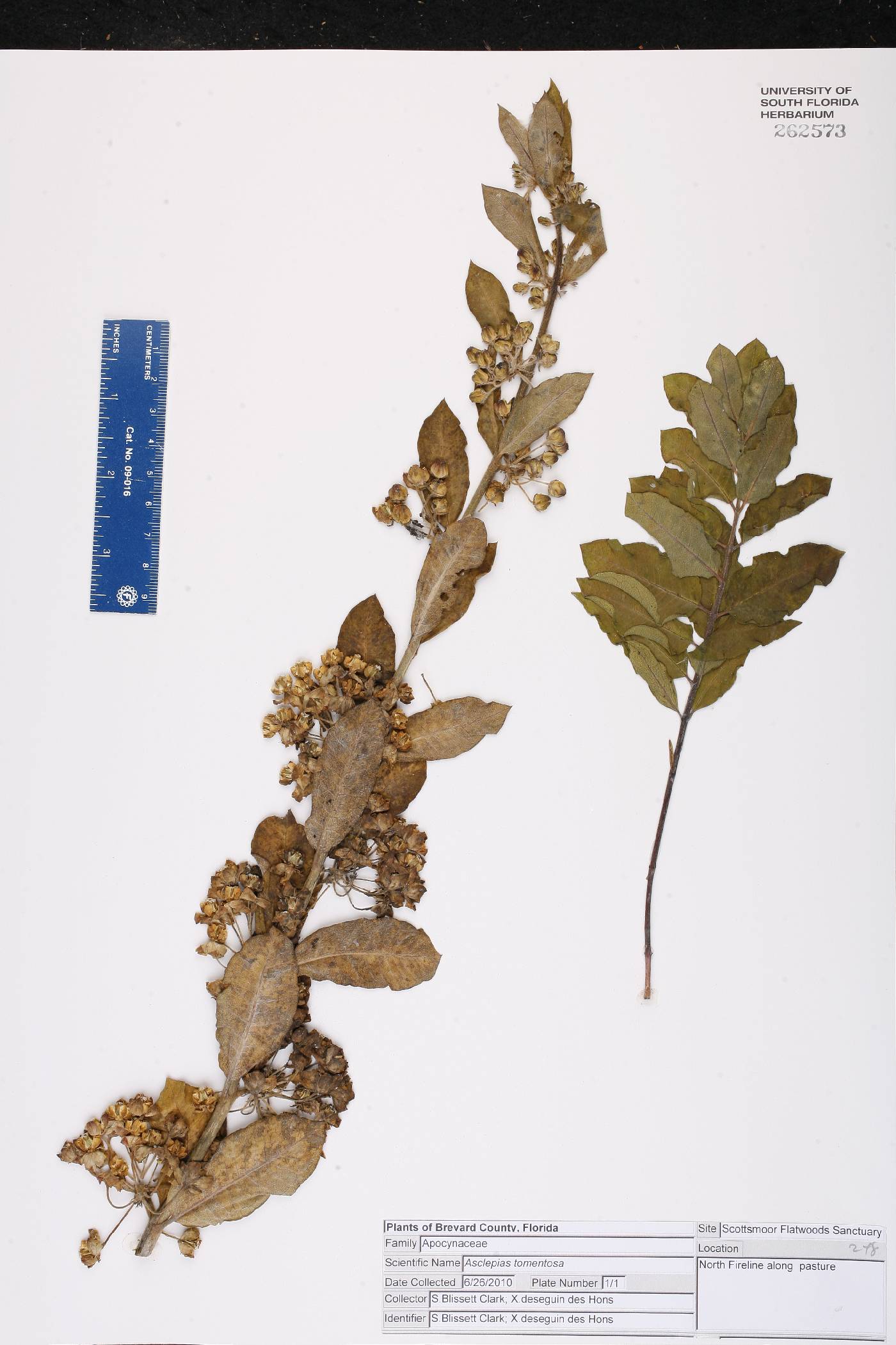 Asclepias tomentosa image