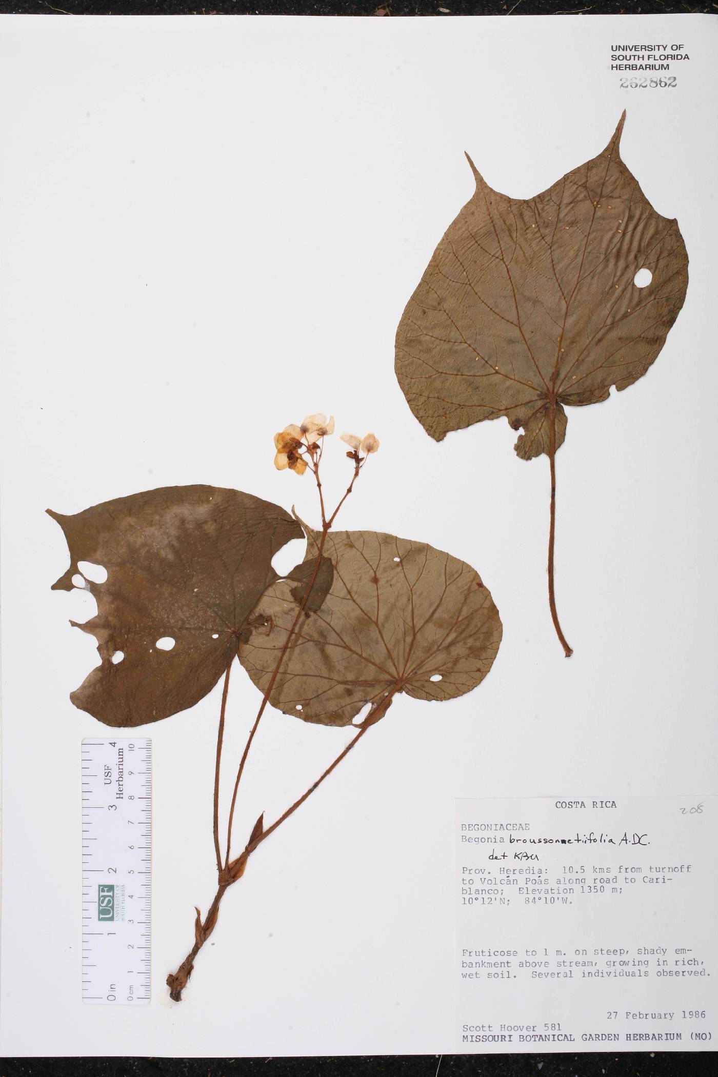 Begonia involucrata image