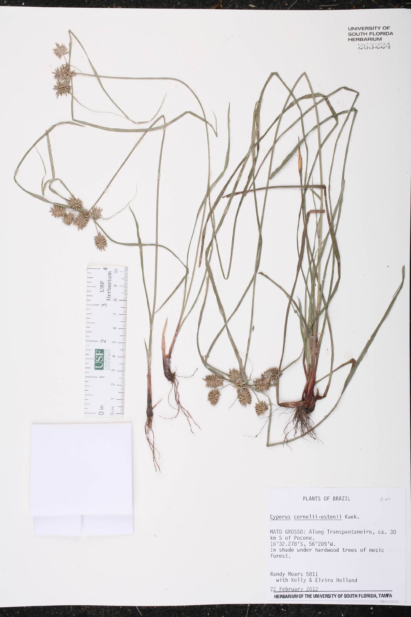 Cyperus cornelii-ostenii image