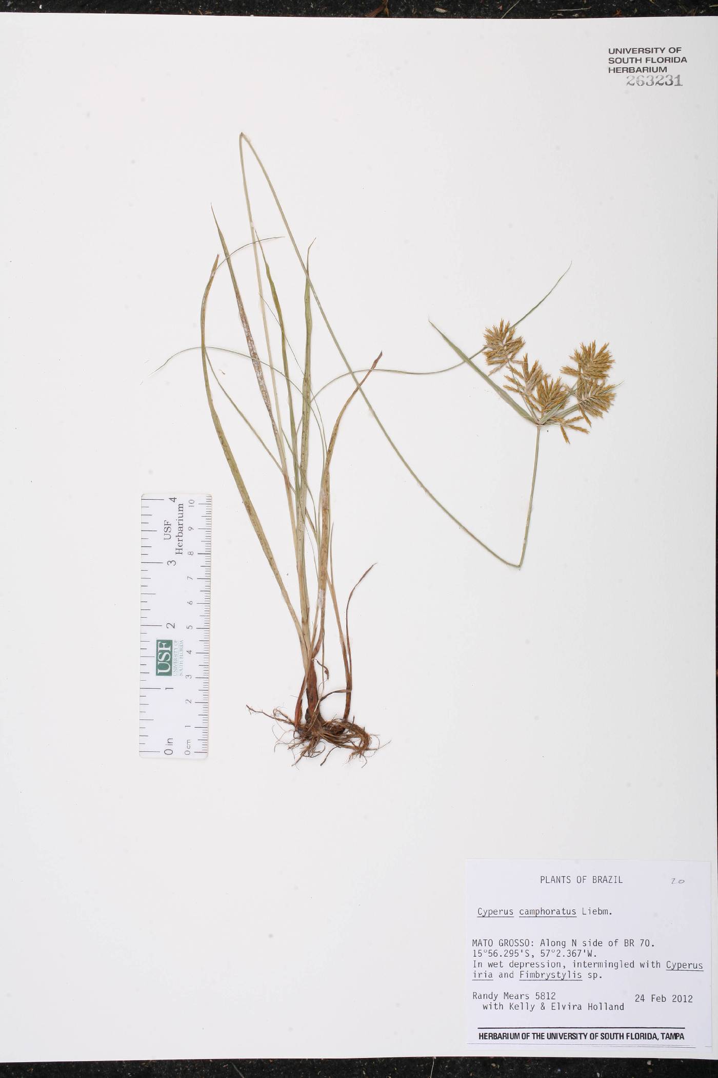 Cyperus camphoratus image